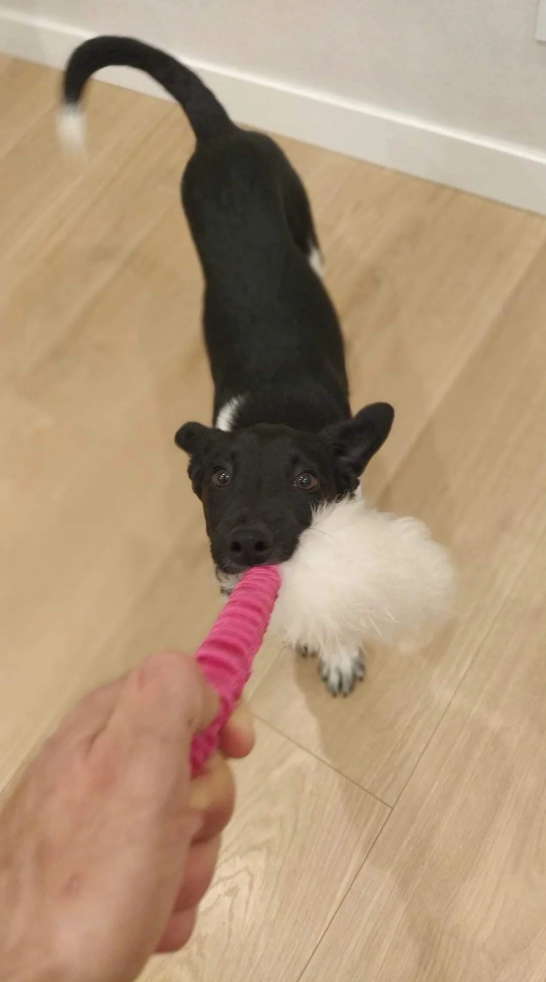 DINGO cane giocattolo - pelle di pecora con elastico rosa, rimorchiatore di ricompensa di motivazione agilità per allenamento e divertimento 15580