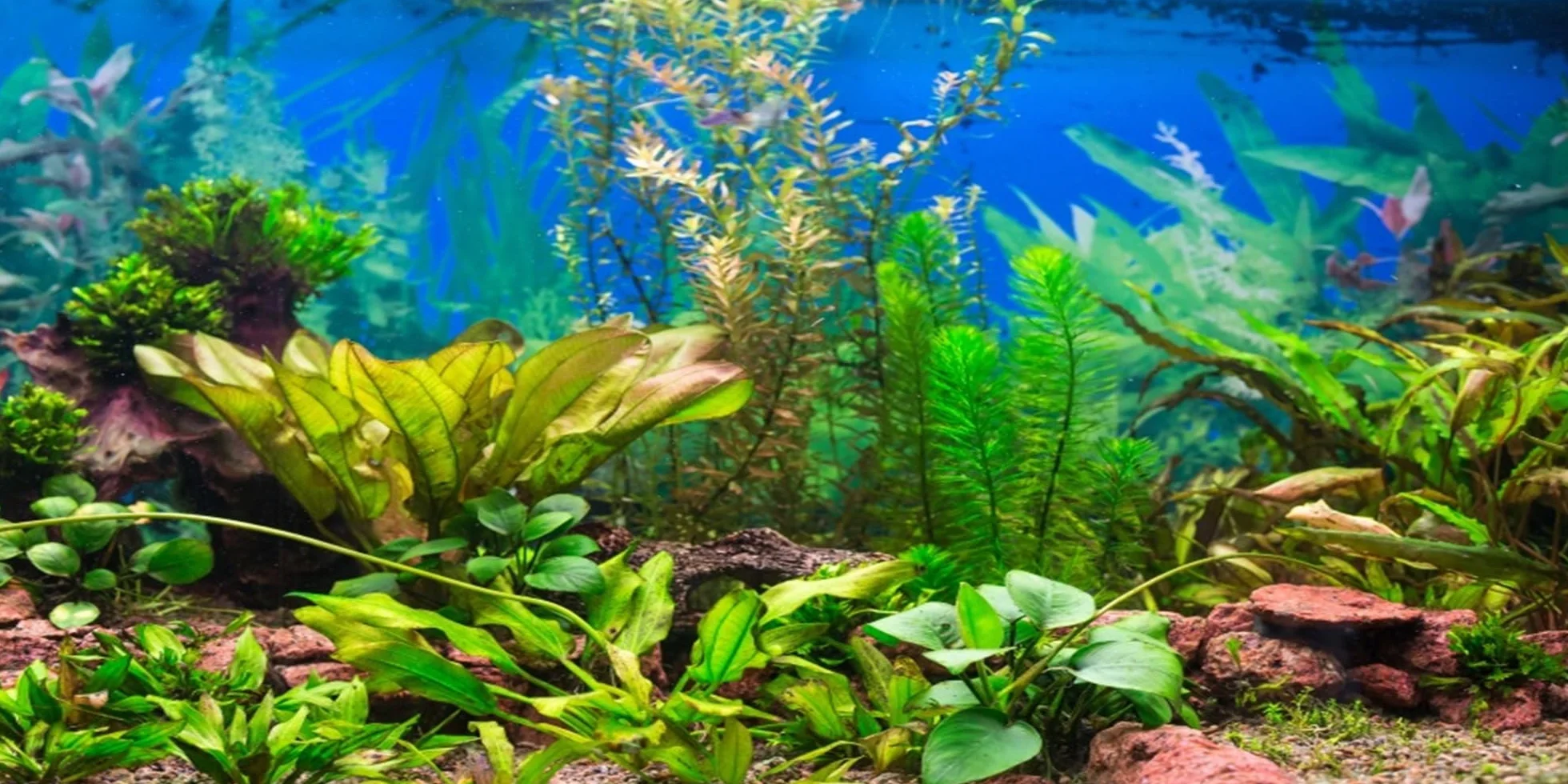 61x41cm Acquario Sfondo Pianta Acquatica Fiume Letto & Lago Acquario Poster Sfondo Vinile Sfondo