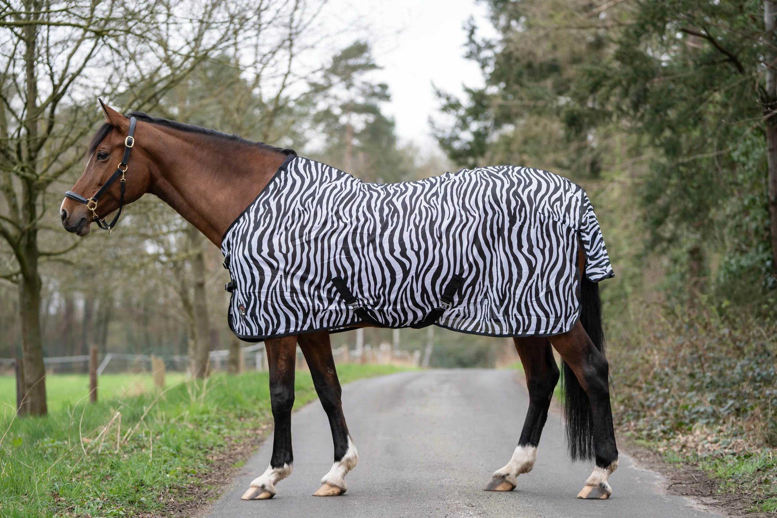 HKM 4668 Zebra - Coperta per cavallo, con cintura incrociata, 145 cm