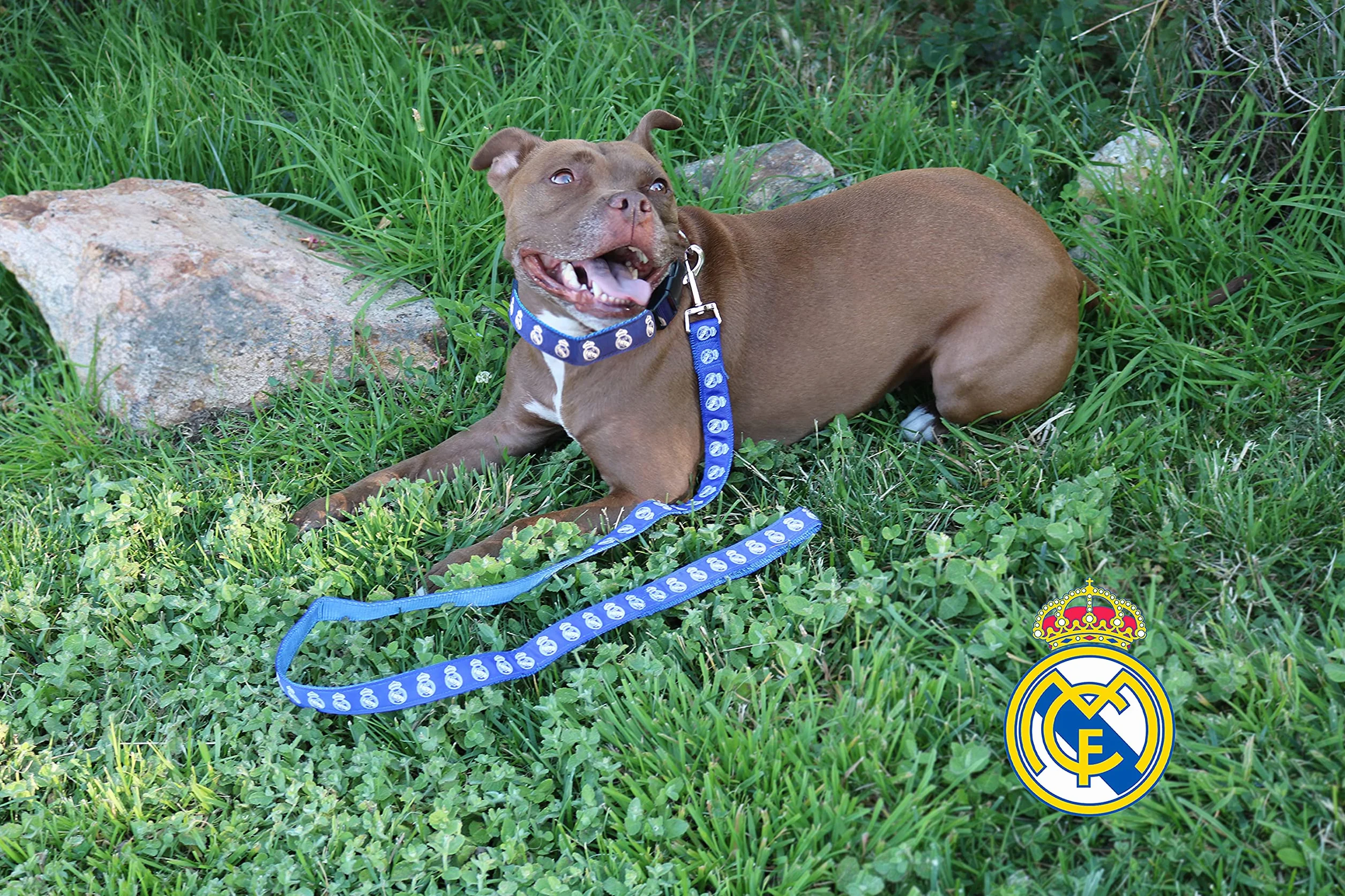 CYPBRANDS LE-01L-RM Guinzaglio per Cane Blu