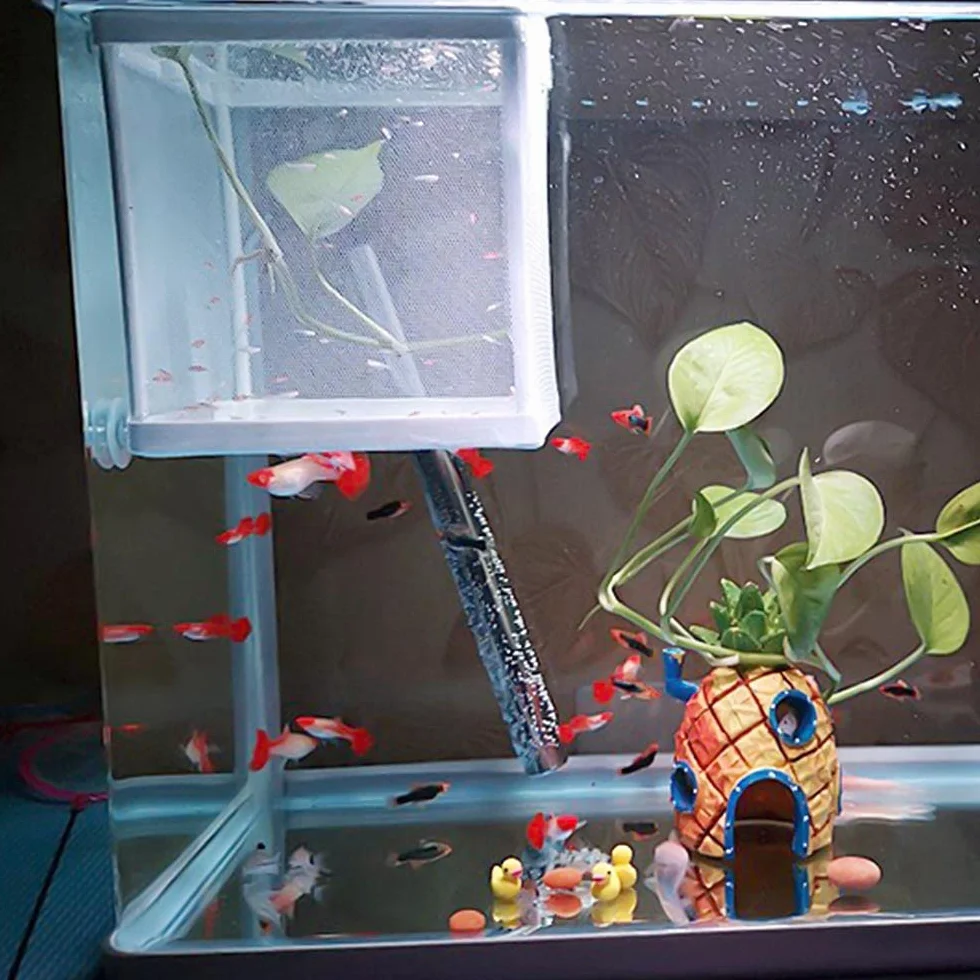 Rayong 2 Pcs Incubatore di Pesce, Scatola di Maglia per Allevamento in Acquario, Serbatoio per Incubazione e Riproduzione dei Pesci