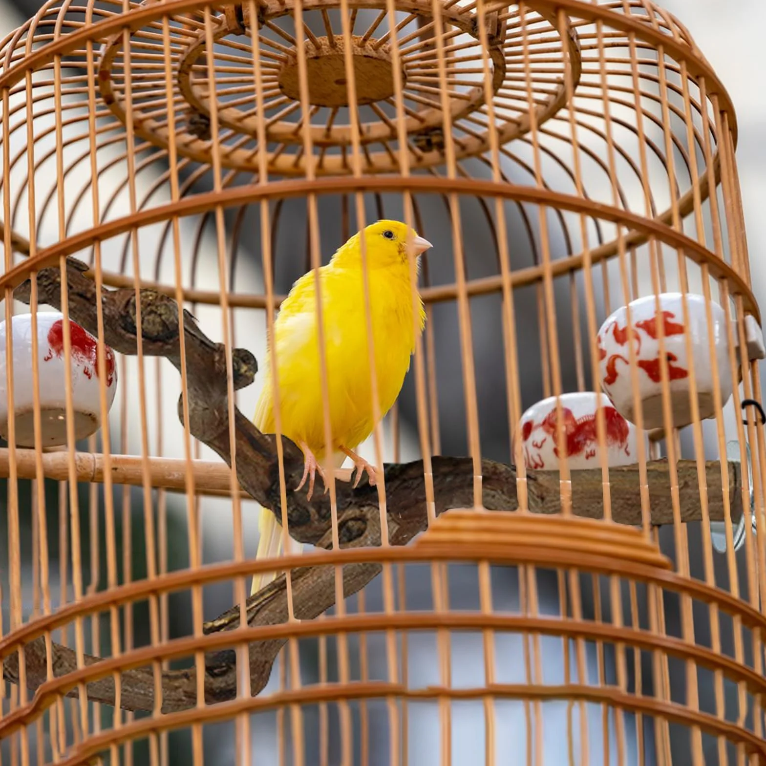 Posatoi in Legno di Uccelli CHUNLINLAODA Trespolo per Uccelli e Pappagalli Ramo D'uva Naturale Giocattolo per Cacatua Cocorite