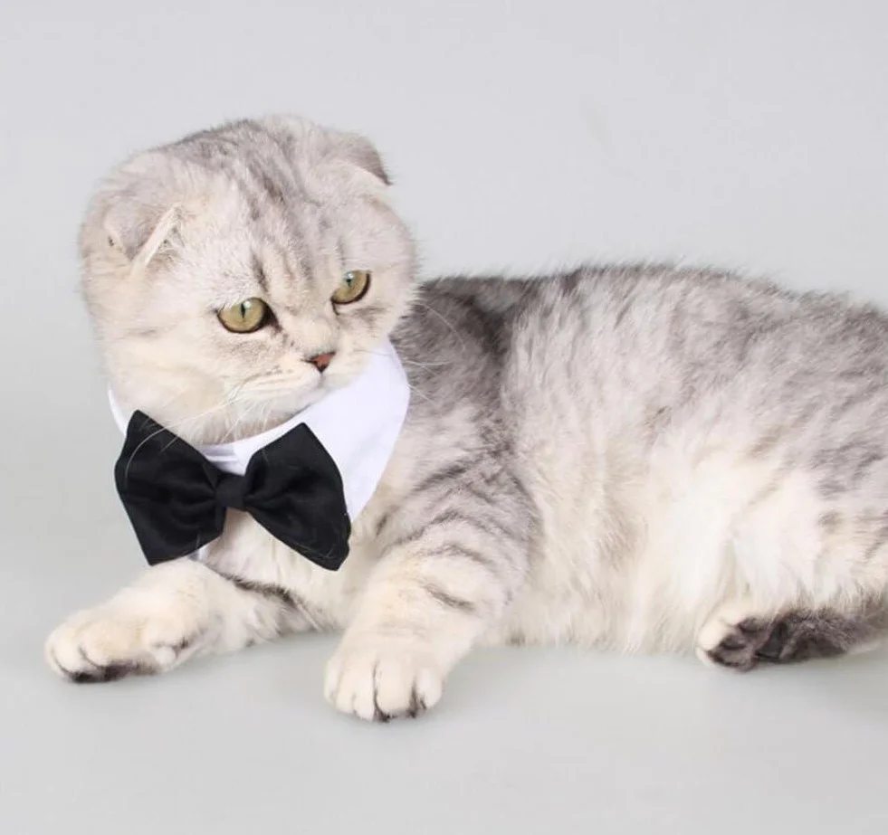 Cravatta Formale per Cane Gatto in Cotone Regolabile Papillon Bowknot per Nozze