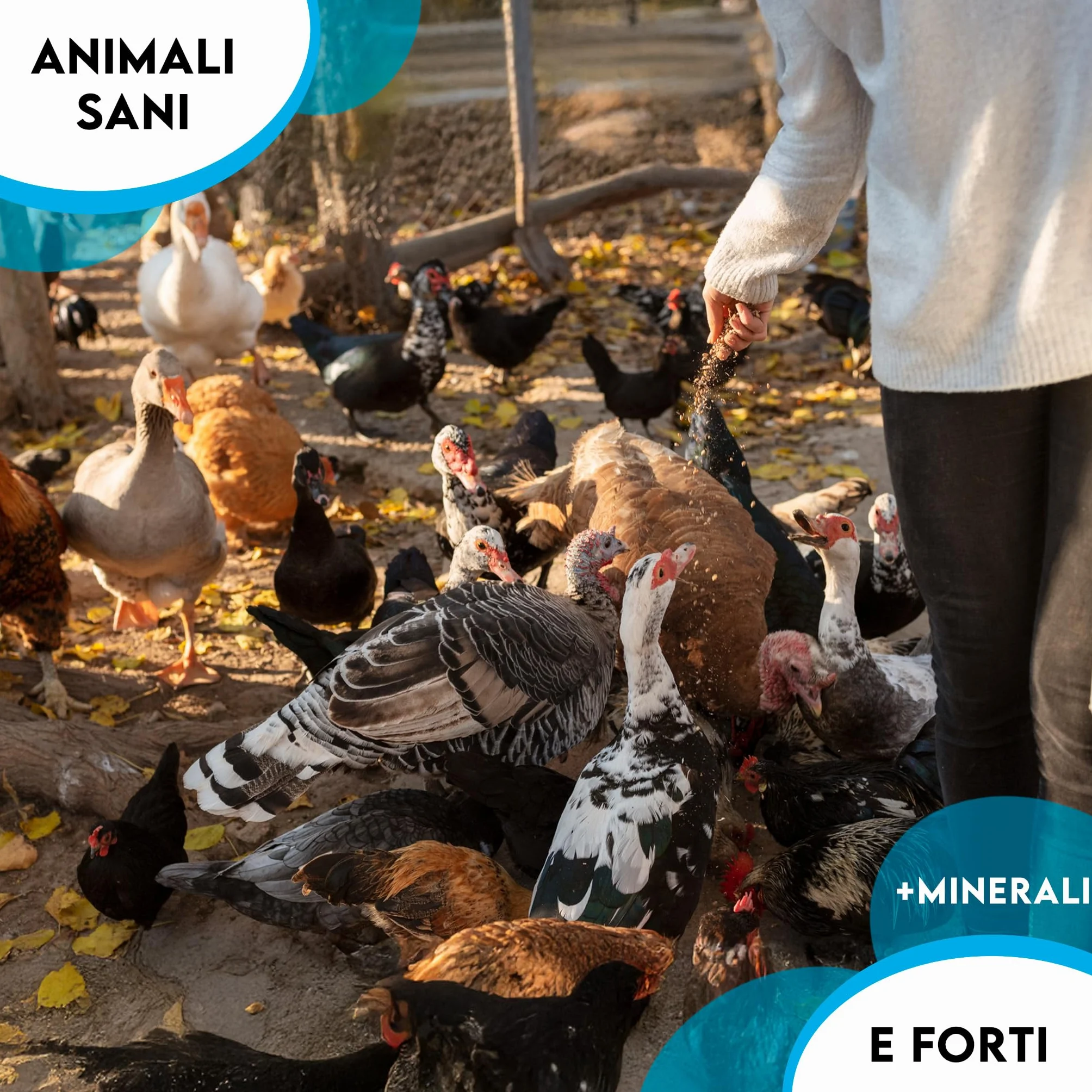 ZOMAPET OSTRIK Mangime Galline Ovaiole a base di scaglie d’ostrica 3/5mm 450gr, Grit per galline ovaiole specifico per uova più sane, mangime uccelli selvatici - Made in Italy