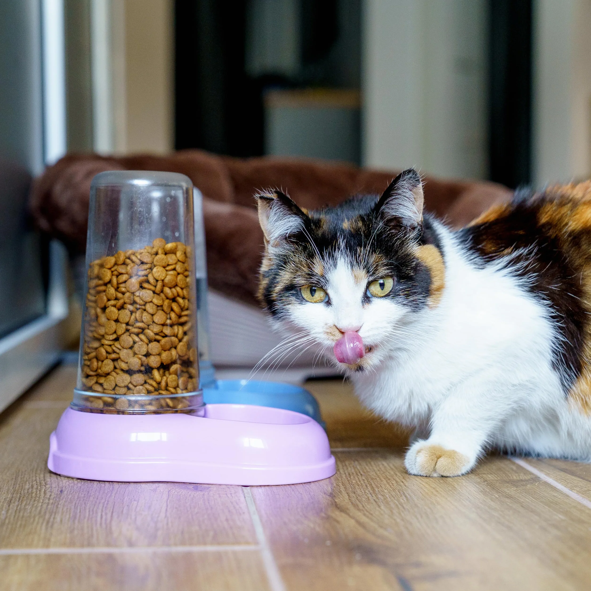 Ferplast Distributore cibo o acqua per cani e gatti AZIMUT 600 Mangiatoia per cibo secco acqua 0,6 Litri, Fondo antiscivolo, 12,5 x 19 x h 19,5 cm Blu