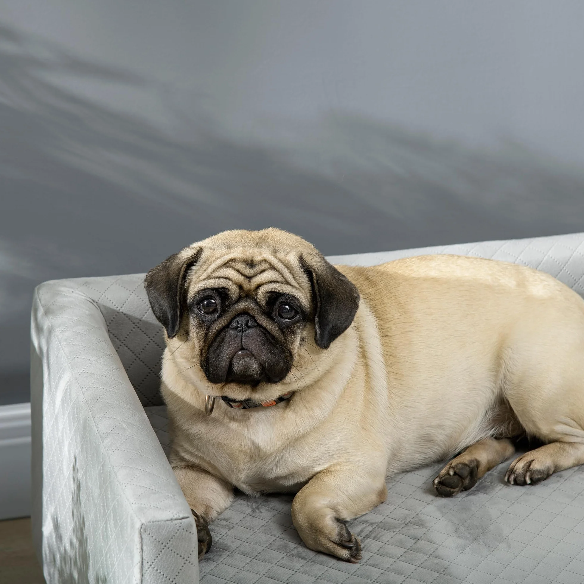 PawHut Divano per Cani e Gatti con Design Scandinavo e Cuscino Imbottito, Cuccia per Animali da Interno in Velluto e Legno, 64x45x36cm, Grigio