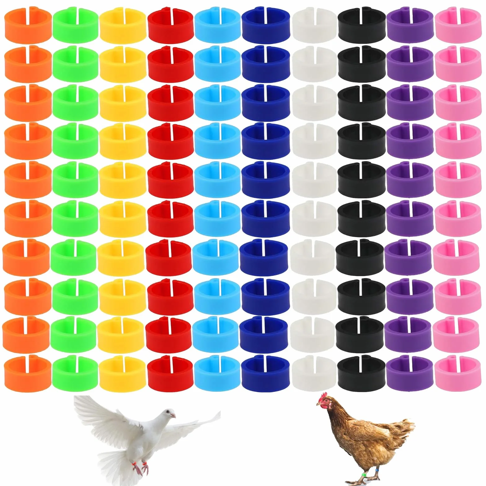 100 Anelli colorati in plastica da 10 mm per gambe di piccioni senza riconoscimento baionetta. Disponibili 10 colori, perfetti per viaggiatori e piccioni da compagnia.