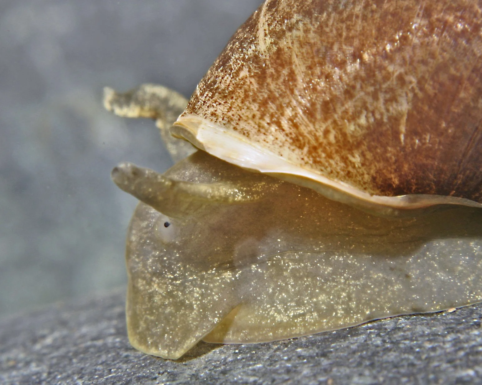 Lymnaea stagnalis 5 pezzi pulizia laghetto da giardino