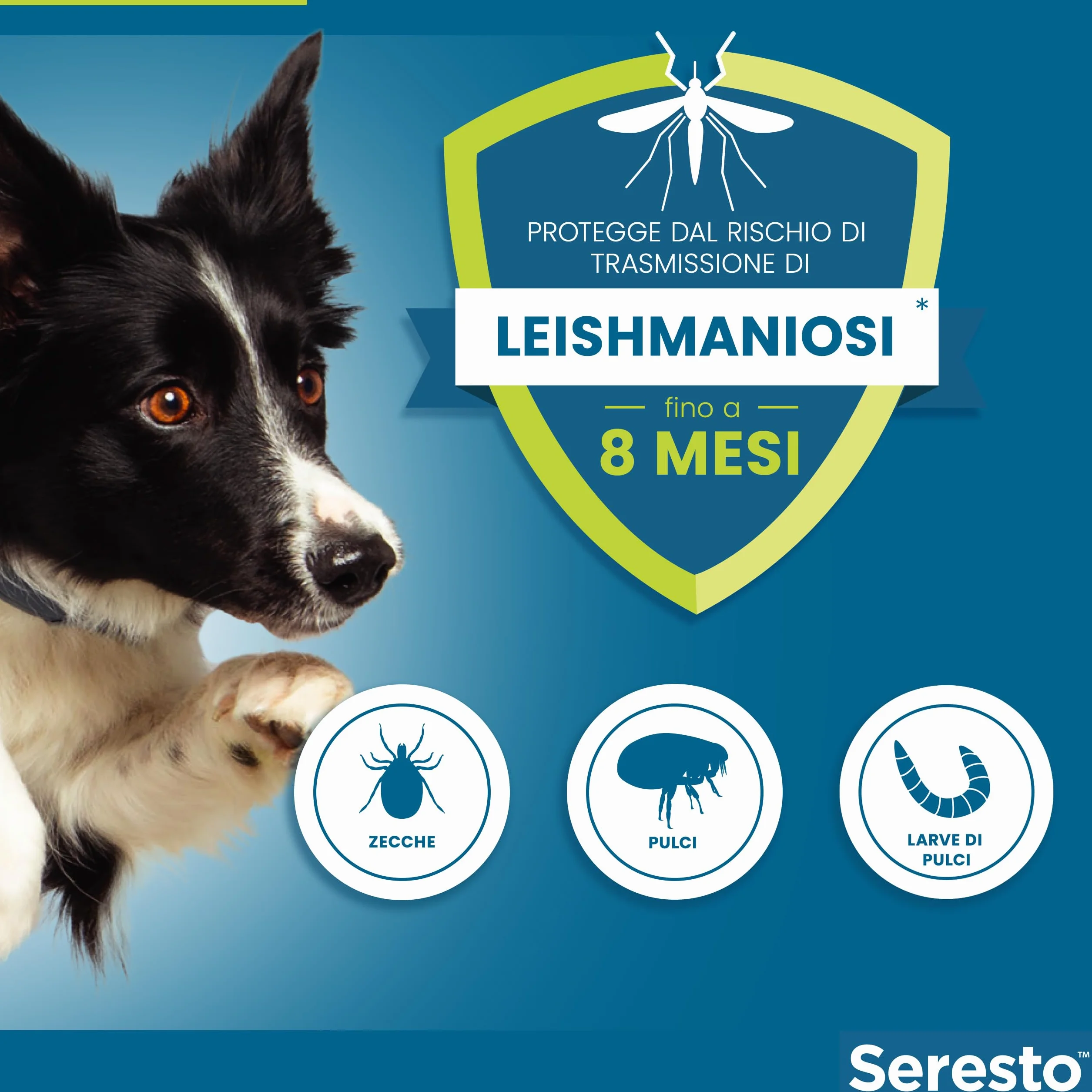 Seresto collare antiparassitario per cani oltre 8 kg elimina pulci zecche pidocchi protezione leishmaniosi 8 mesi