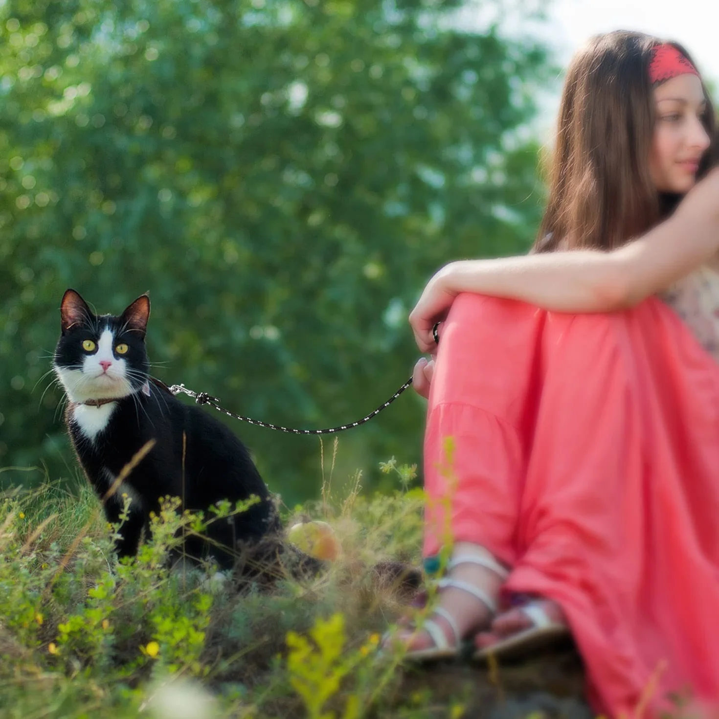 Guinzaglio lungo riflettente per gatti, 9 m, a prova di fuga, lungo e sicuro, per gatti, cuccioli, conigli e piccoli animali Nero