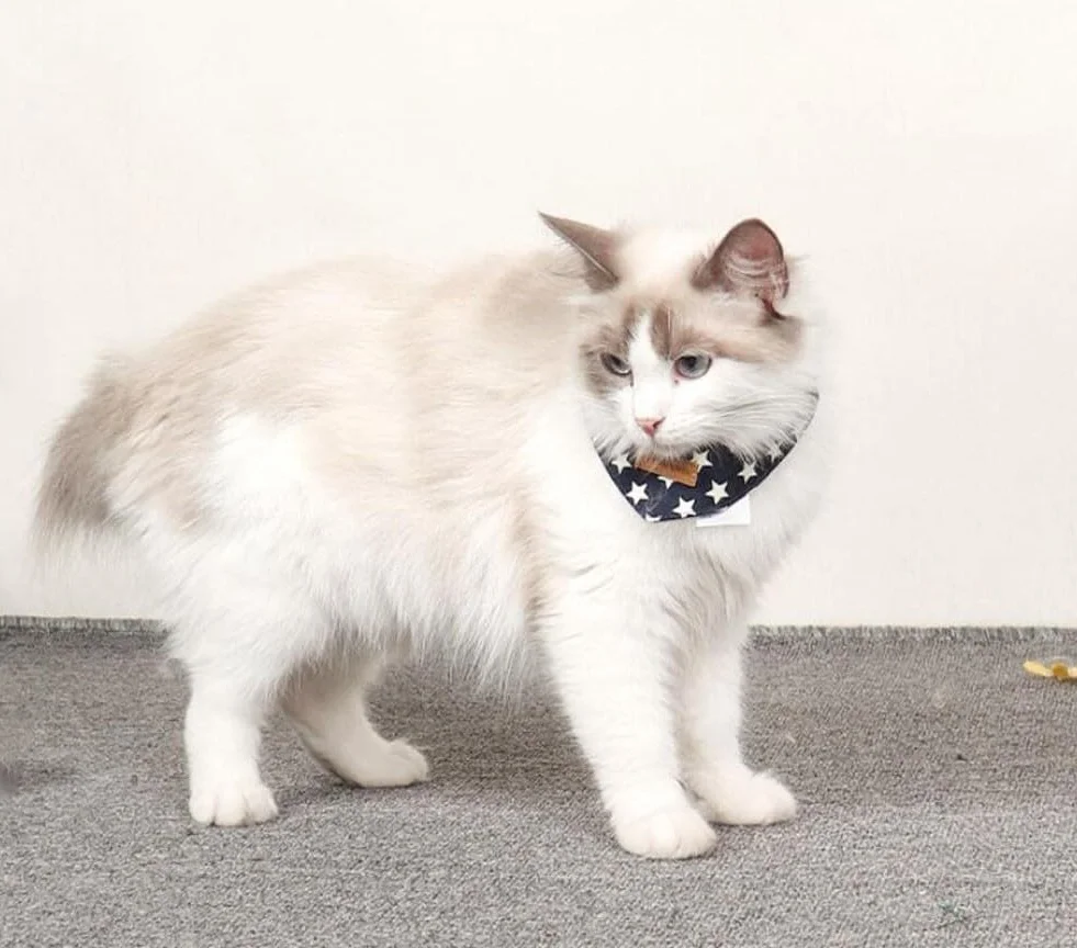Bandana per Gatto con Motivo Stelle Sciarpa Triangolare Cucciolo Collare Regolabile Bavaglino
