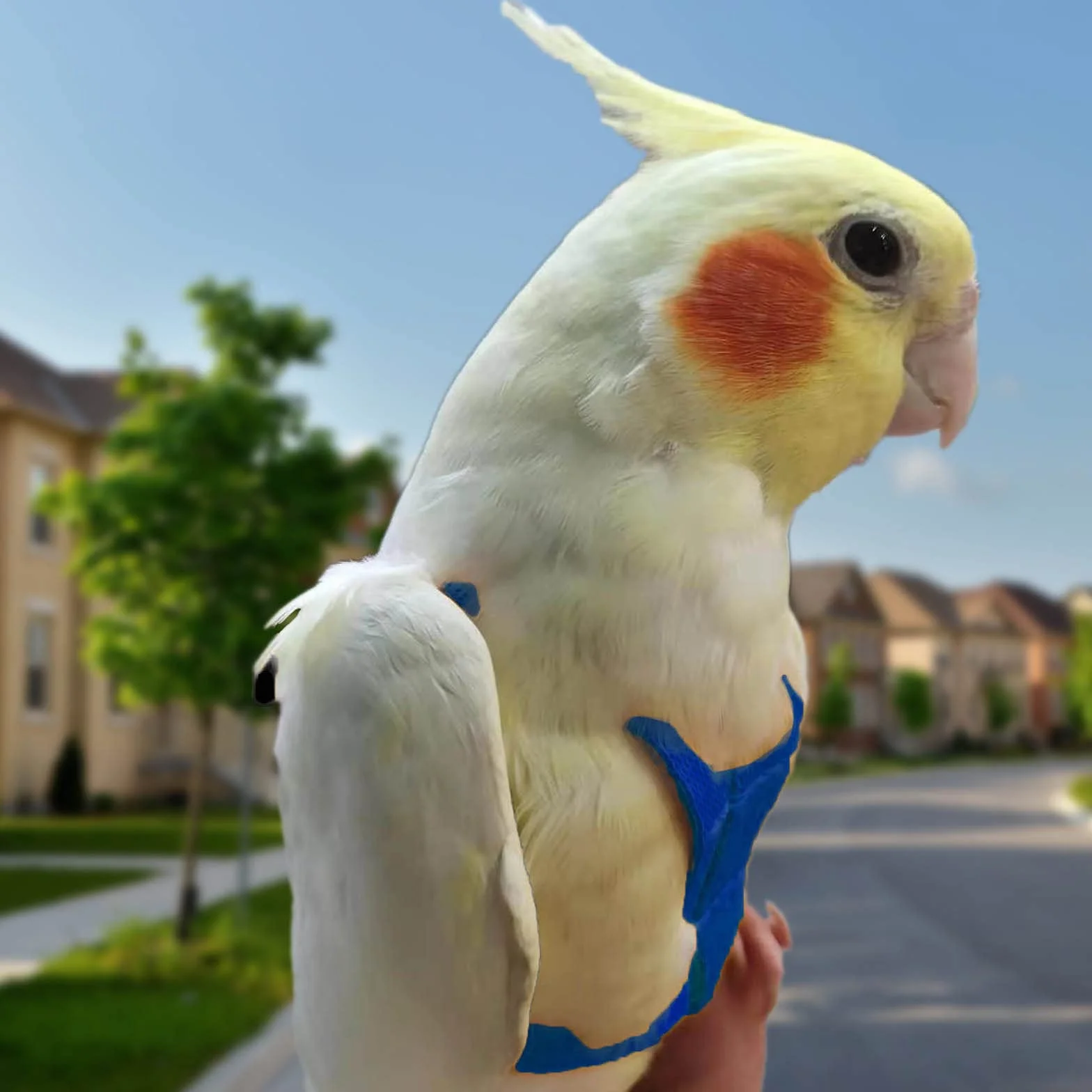 Imbracatura per pappagallo regolabile per animali domestici e uccelli guinzaglio per attività all'aria aperta corda da addestramento cinghia elastica anti-morso per pappagalli cacatos ara