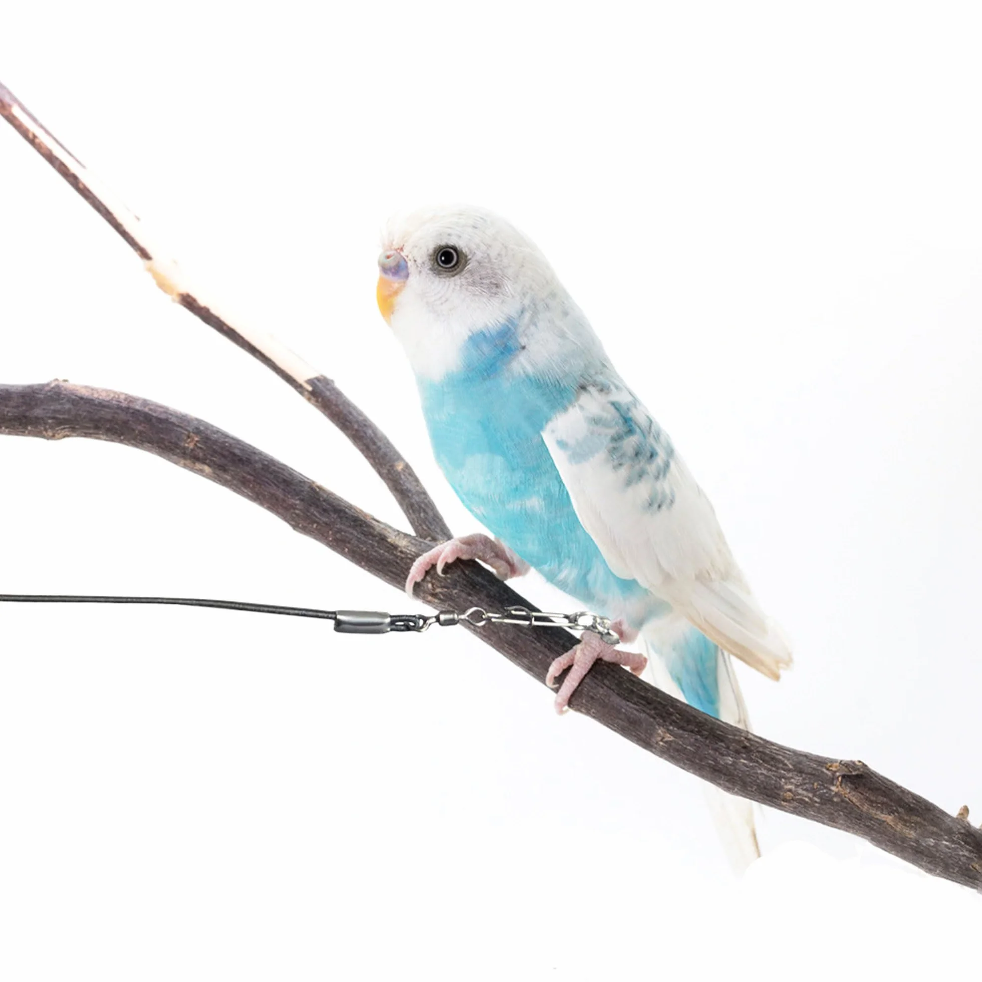 6 m Guinzaglio per uccelli Imbracatura per Pappagallo Imbracatura per pappagallo per animali domestici e uccelli guinzaglio per attività Corda regolabile per addestramento al volo (6 m)