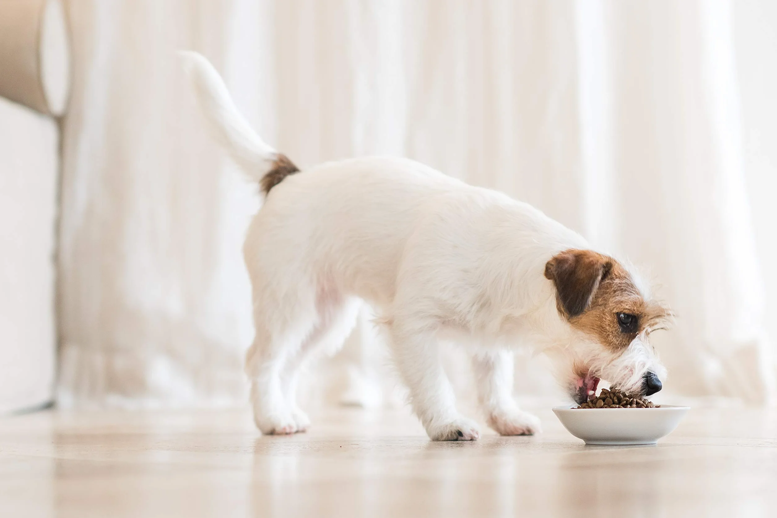 Schesir Cibo Secco per Cani Adulti Taglia Grande Gusto Pesce 12kg