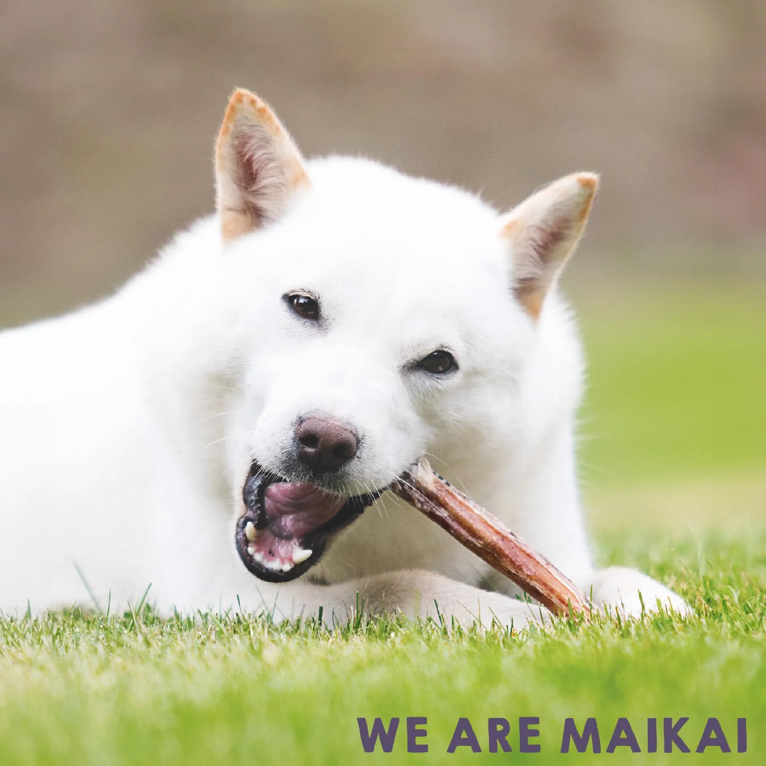 MAIKAI Nervo di Bue Snack 100% Naturali per Cani Tutta le Età + Premietti per l´Addestramento Cuccioli 10 Pezzi Dieta BARF + Bastoncini Ossa Ideali per i Denti - Regali Per Cani