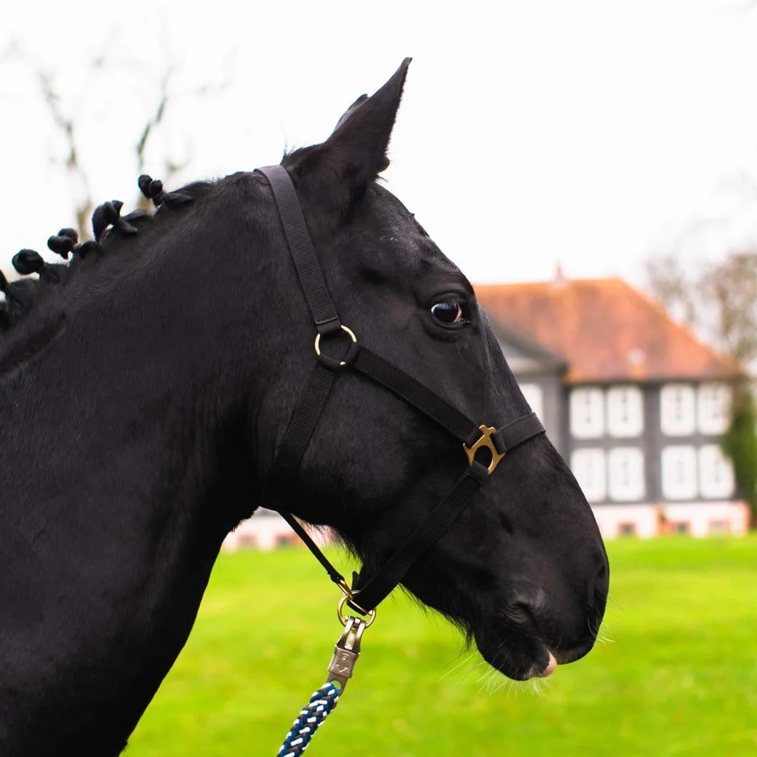 Cavezza per cavallo a sangue caldo, a sangue freddo, purosangue, adatta per la stalla e il pascolo, 2 sottogola regolabili e una parte per il collo (colore nero, per sangue caldo, modello Full)