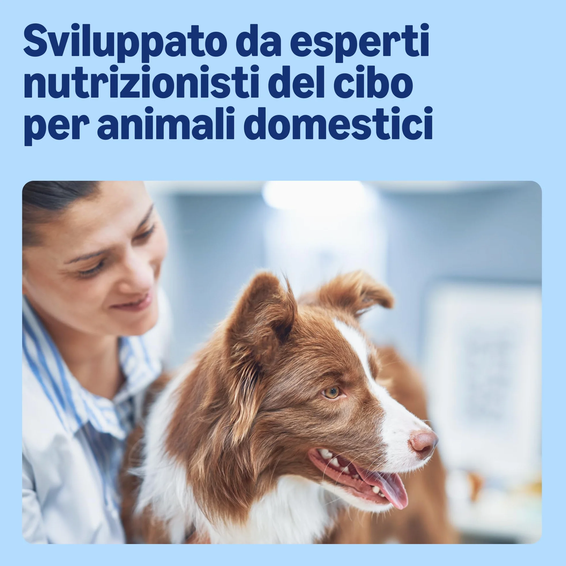 Amazon Alimento completo per cani adulti, Selezione di carni in gelatina, 1,2 kg (12x100g)