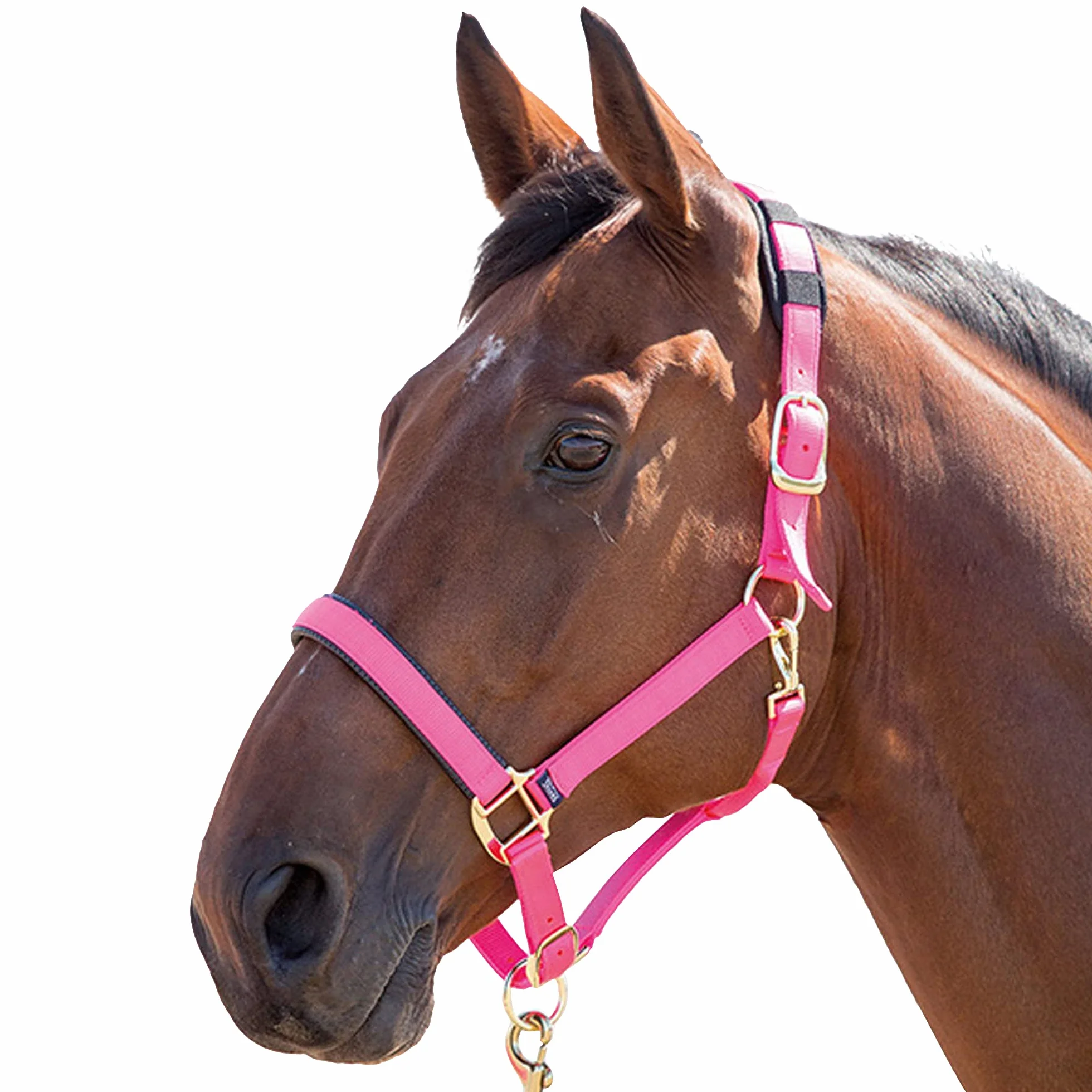 Shires, brigilia Topaz 387 in nylon, Blue, Cob