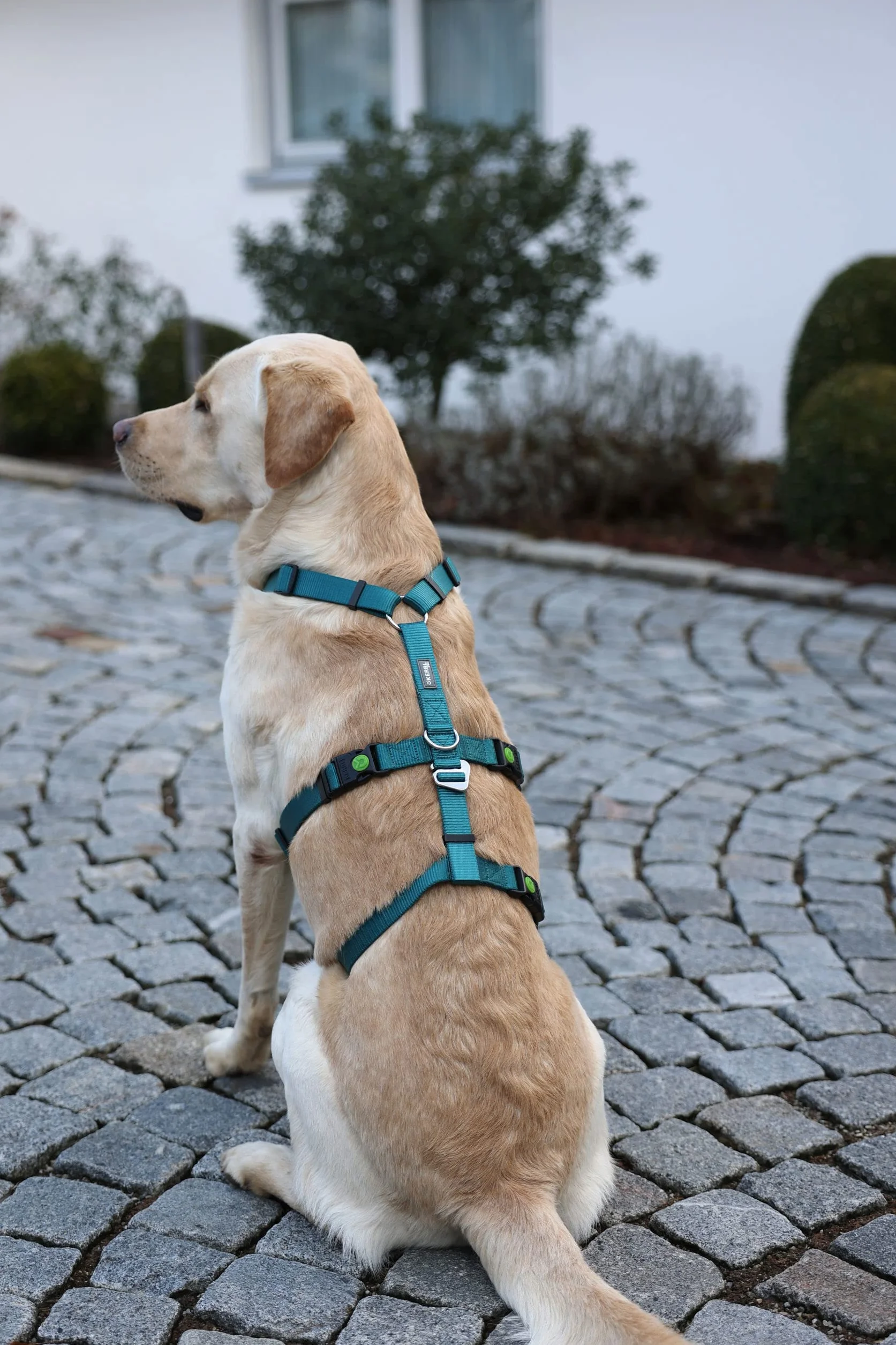 Kerbl Pettorina antipanico per cani, petrolio, circonferenza collo 48-64 cm, larghezza cinghia 25 mm