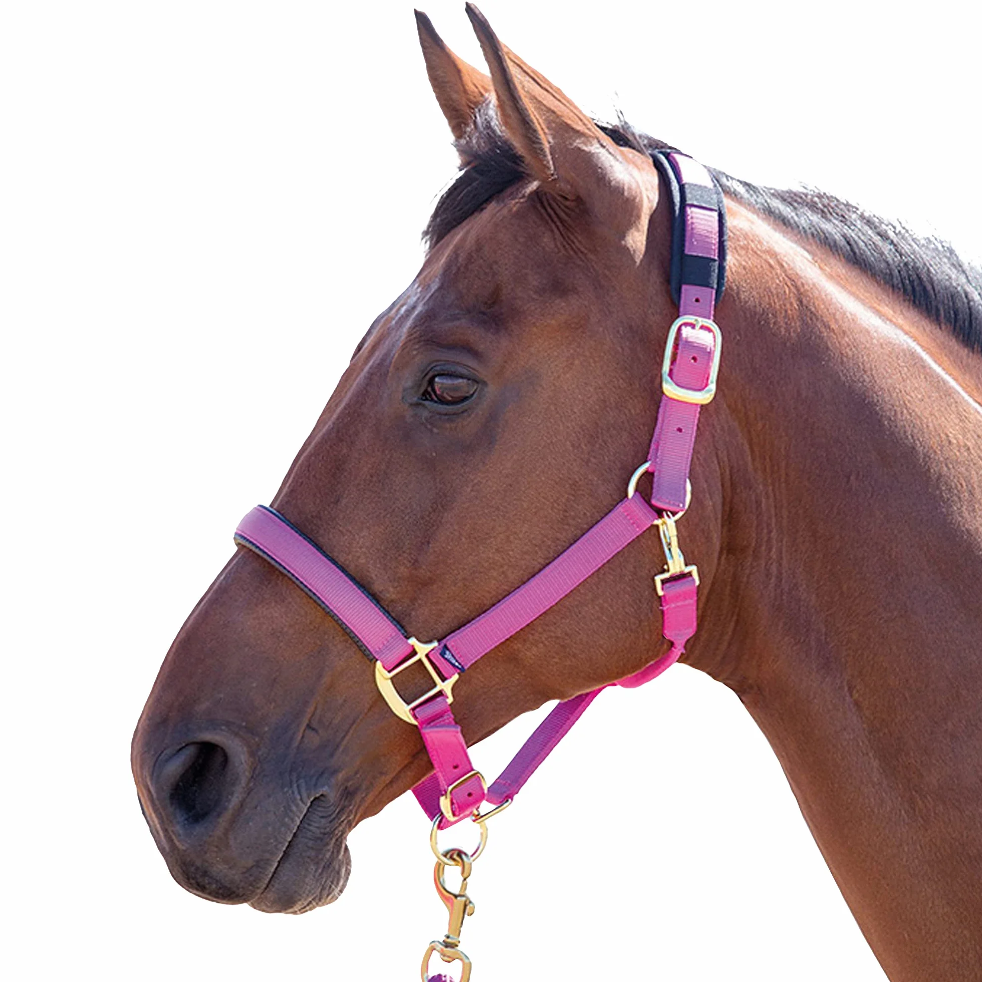 Shires, brigilia Topaz 387 in nylon, Blue, Cob