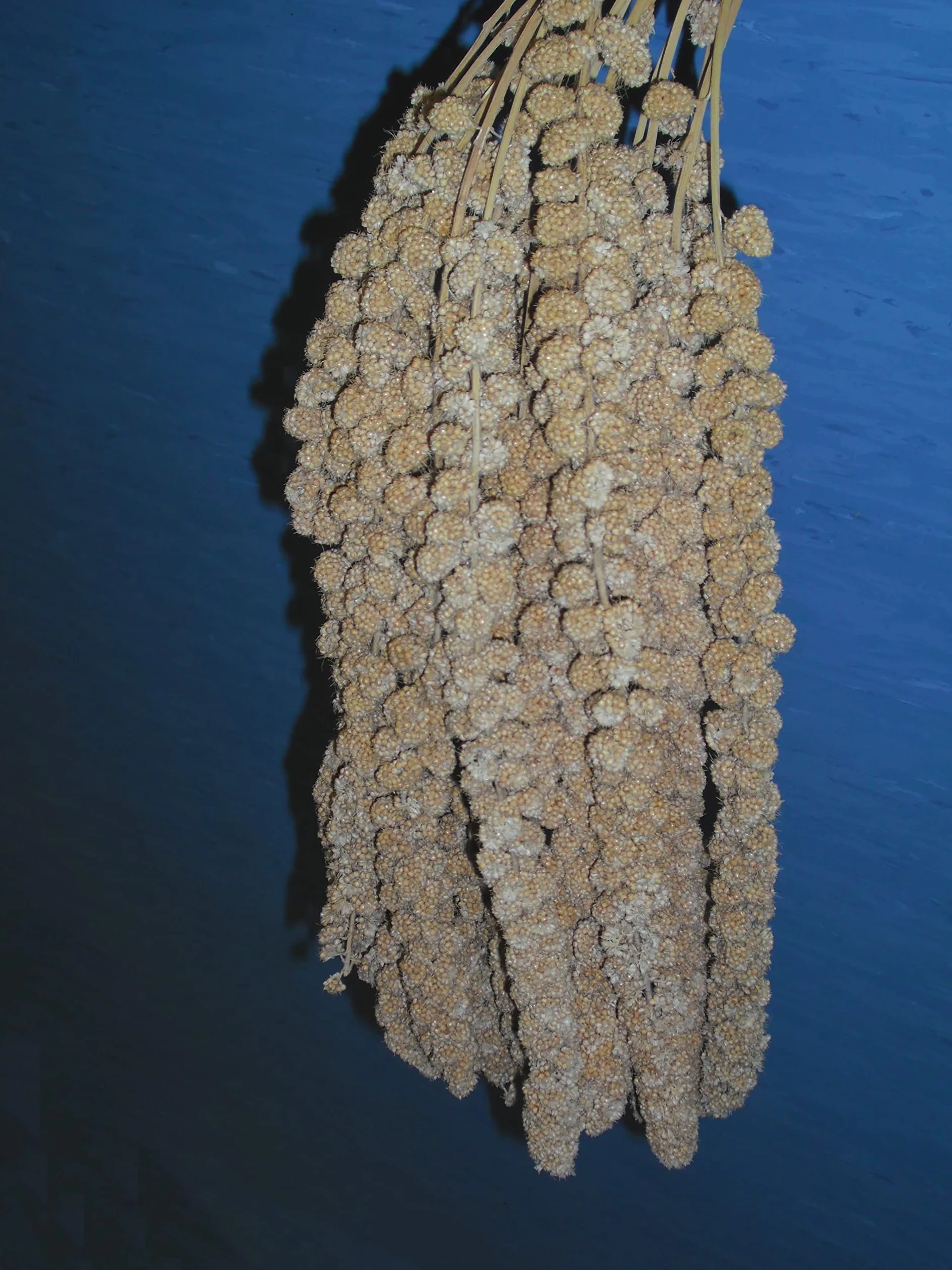 Spighe di Panico da 3 kg Sfuse Esotici, cocorite, ondulati, pappagalli