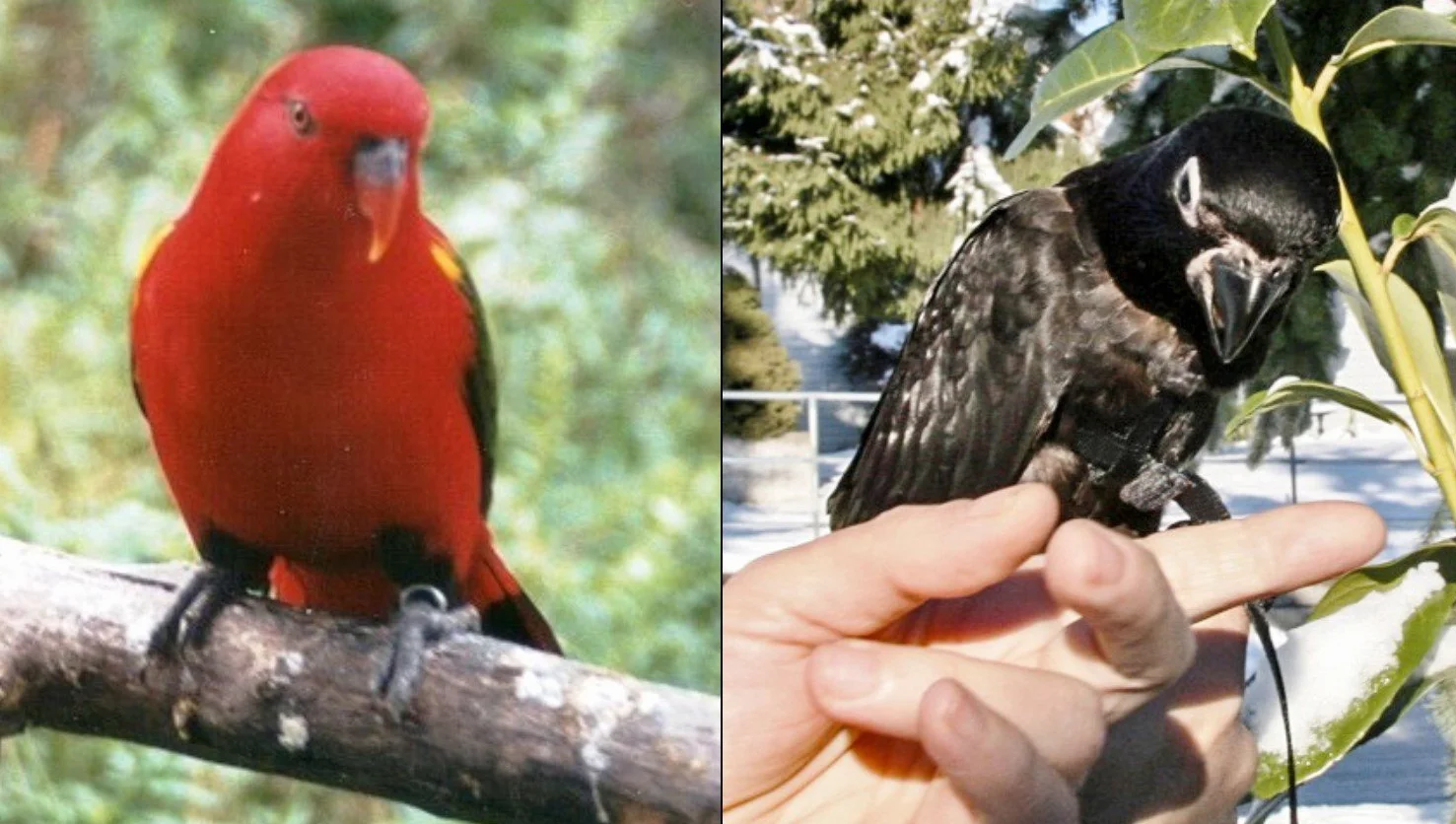 Aviator, imbracatura per uccelli