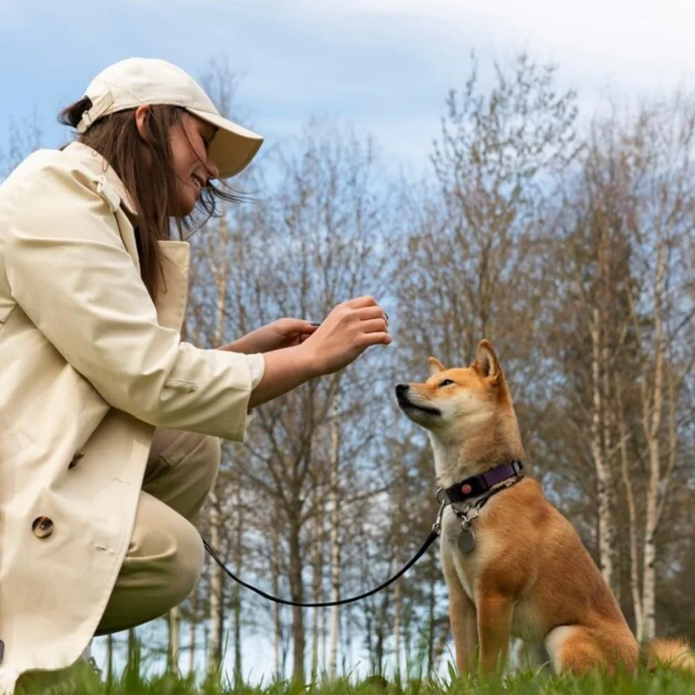 Cavo di sicurezza per cani da 3 m, resistente, per cani, campeggio, picnic, colore: nero