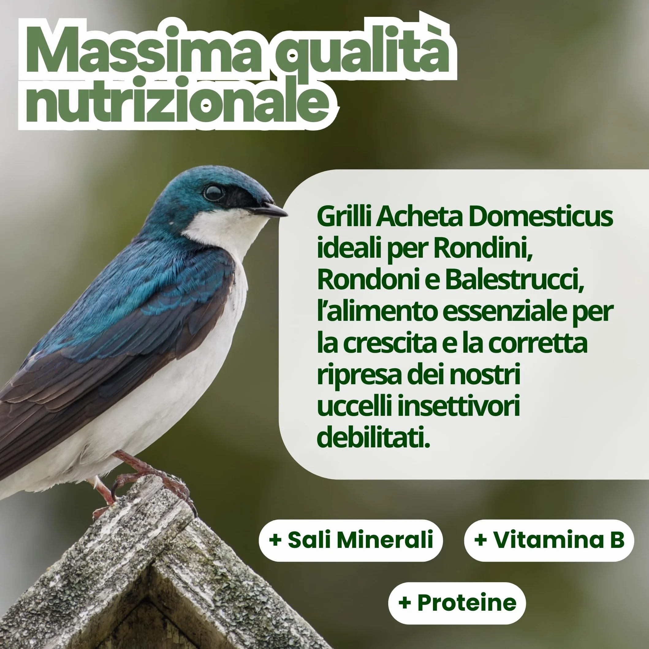 Grilli Liofilizzati 500ml Mangime Uccelli Selvatici Rondini Rondoni Balestrucci Insettivori