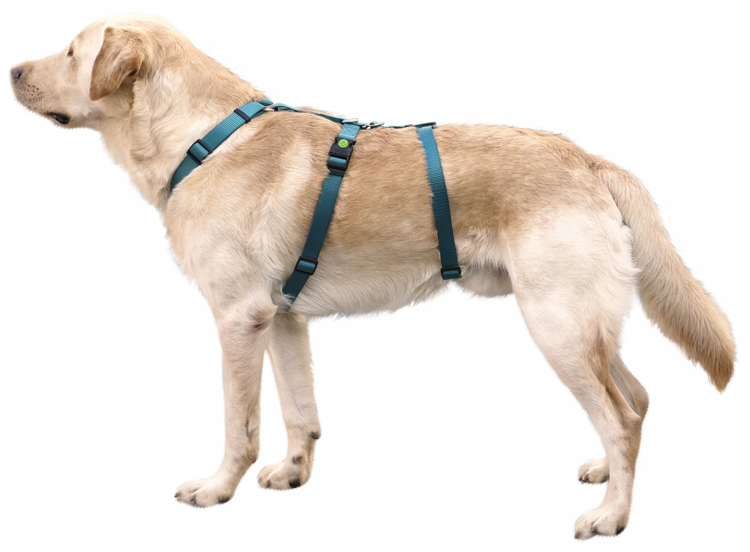 Kerbl Pettorina antipanico per cani, petrolio, circonferenza collo 48-64 cm, larghezza cinghia 25 mm
