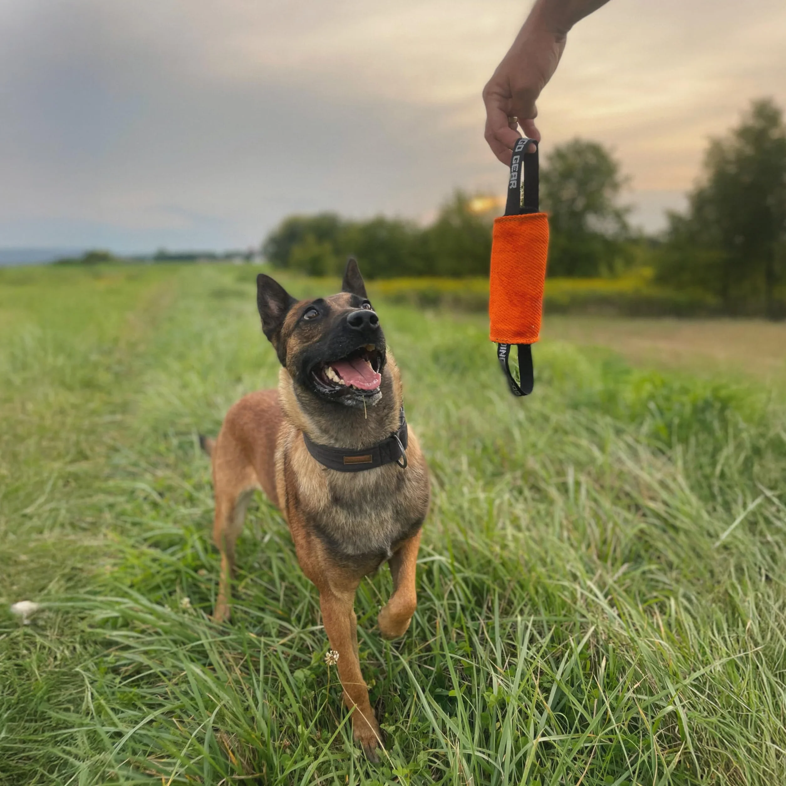Dingo Gear S02805 - Giocattolo da Traino, a Forma di Cilindro, per lezioni di morso K9, IGP, Sport per Cani, Recupero, tiro alla Fune, Gioco, 2 Manici, Culla in Nylon Arancione, 15 x 8 cm