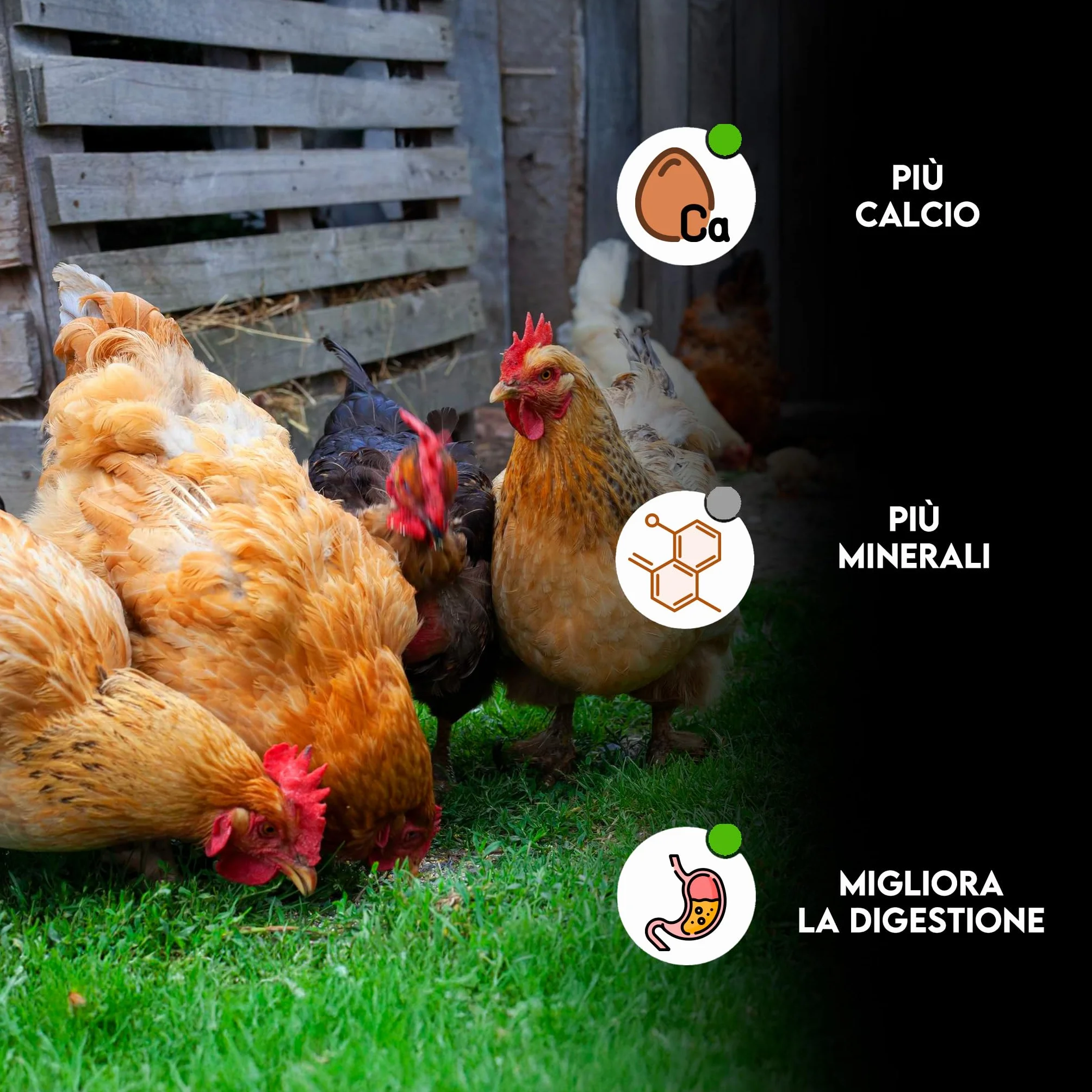 ZOMAPET OSTRIK Mangime Galline Ovaiole a base di scaglie d’ostrica 3/5mm 450gr, Grit per galline ovaiole specifico per uova più sane, mangime uccelli selvatici - Made in Italy
