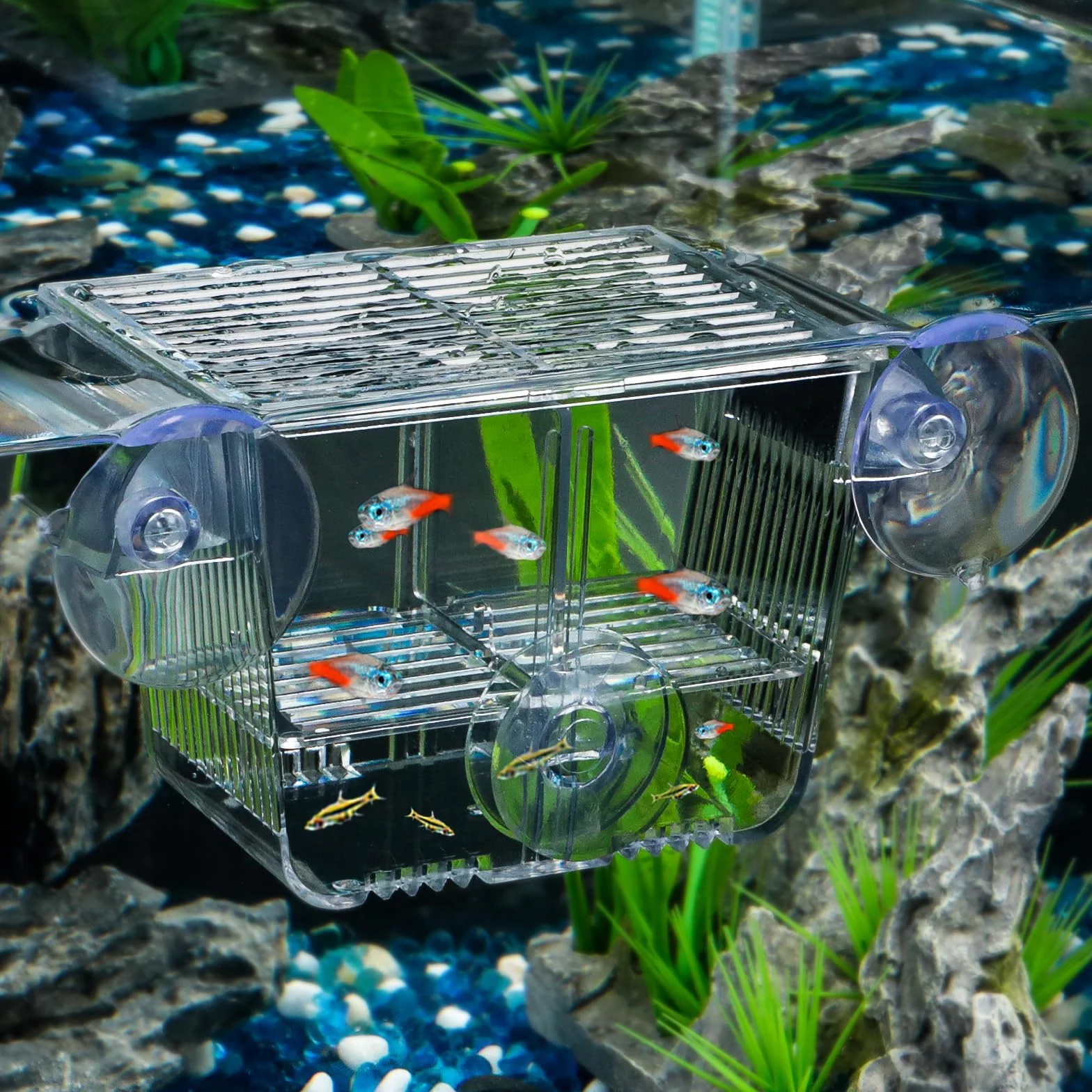 Pawfly Scatola di allevamento di pesci per acquario incubatrice per bambini con 6 ventose acrilica Gamberetti Betta piccola