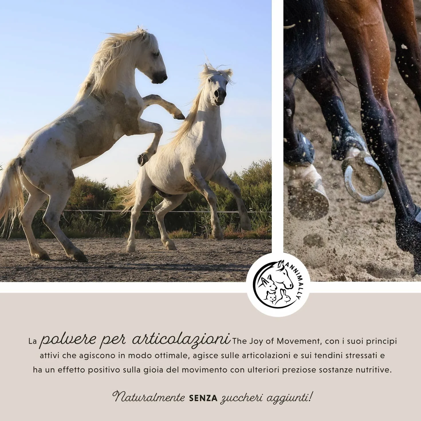 Polvere per le articolazioni dei cavalli 850g con artiglio del diavolo cavallo, MSM cavallo (Zolfo), Glucosamina e Condroitina - Msm integratore cavalli per il Rafforzamento delle Articolazi