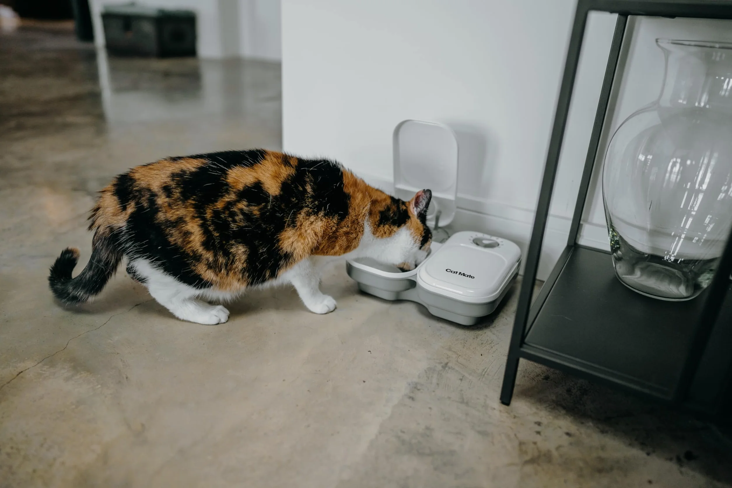 Cat Mate - Distributore Automatico di Cibo per 2 pasti