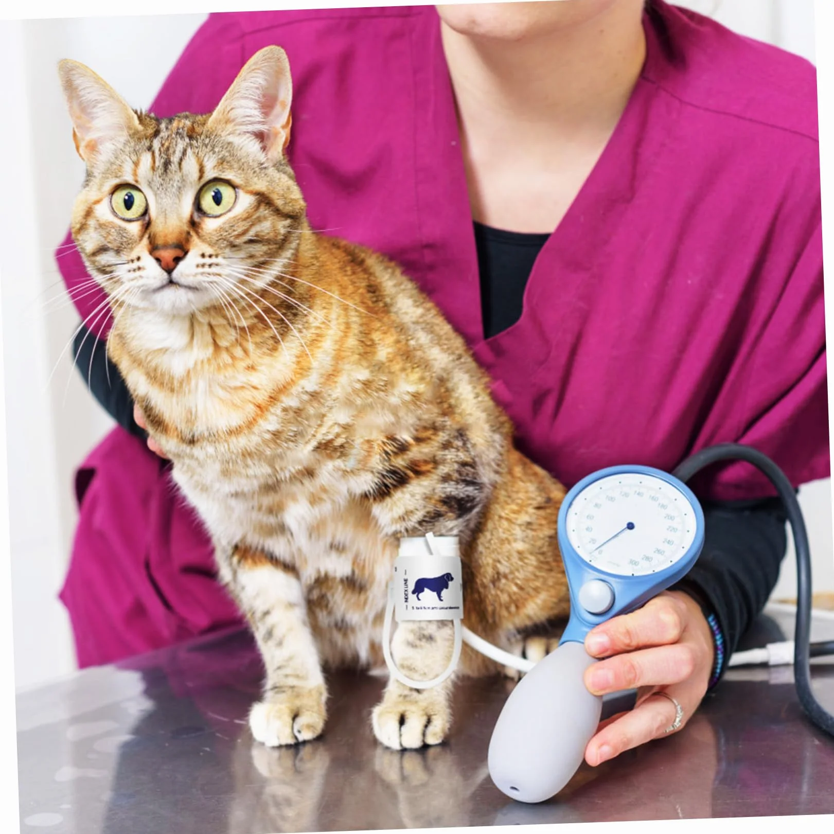 Bracciale per Misuratore di Pressione Non Tessuto per Animali Gatti Circonferenza Braccio 5-9,5cm Uso Veterinario