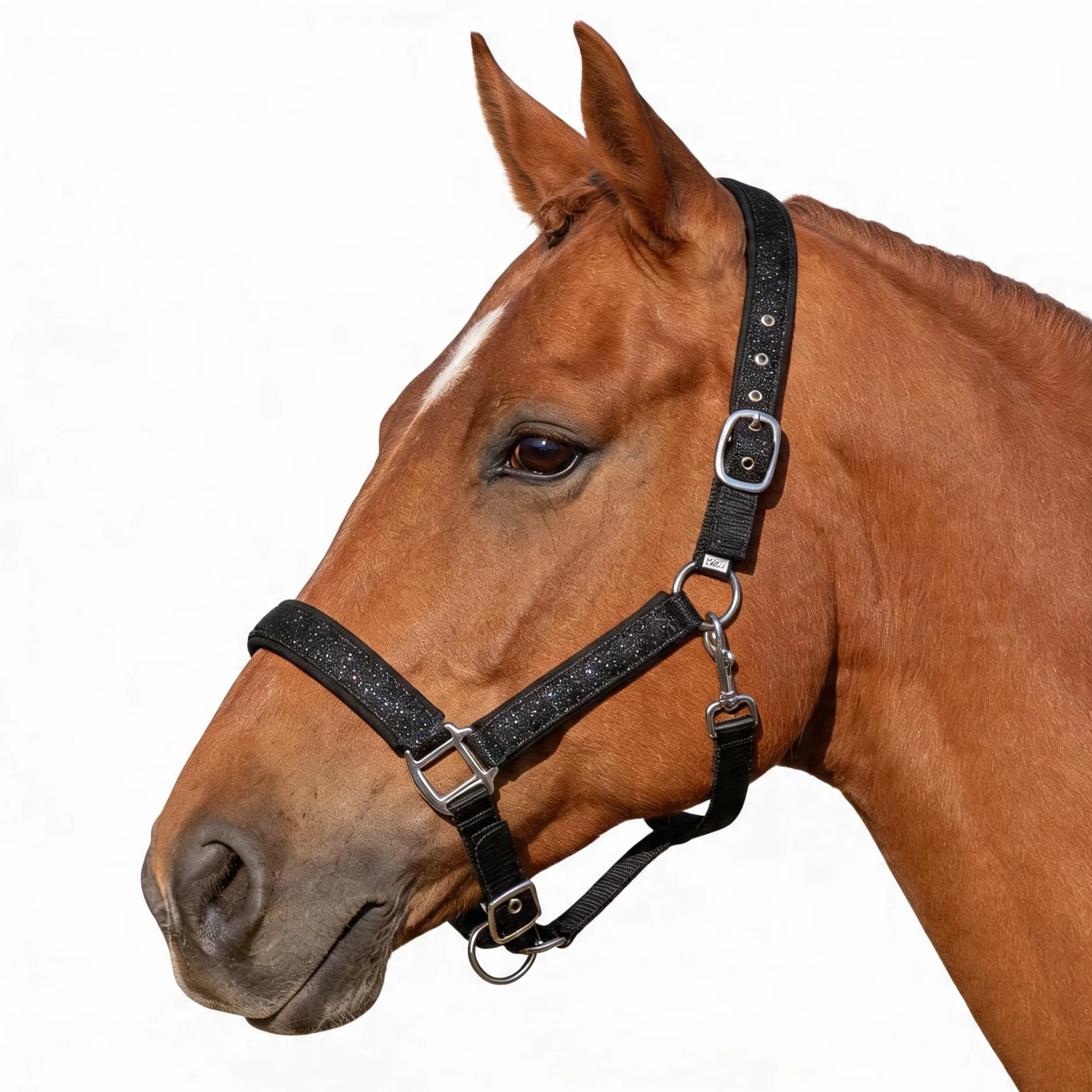 Pferdelinis Cavezza per cavalli con brillantini, cavezza imbottita, fibbie ad ardiglione regolabili, cavezza pony, Cob, sangue caldo, Shetty (nero, Cob purosangue)