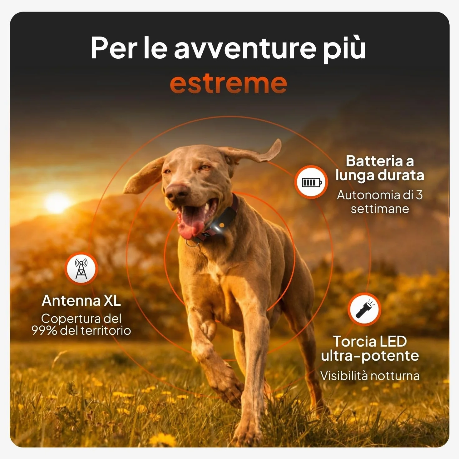 Weenect Cane XT - Localizzatore GPS per Cani Senza Collare | Impermeabile | Antenna XL | Portata Illimitata | Garanzia a Vita | Abbonamento Necessario