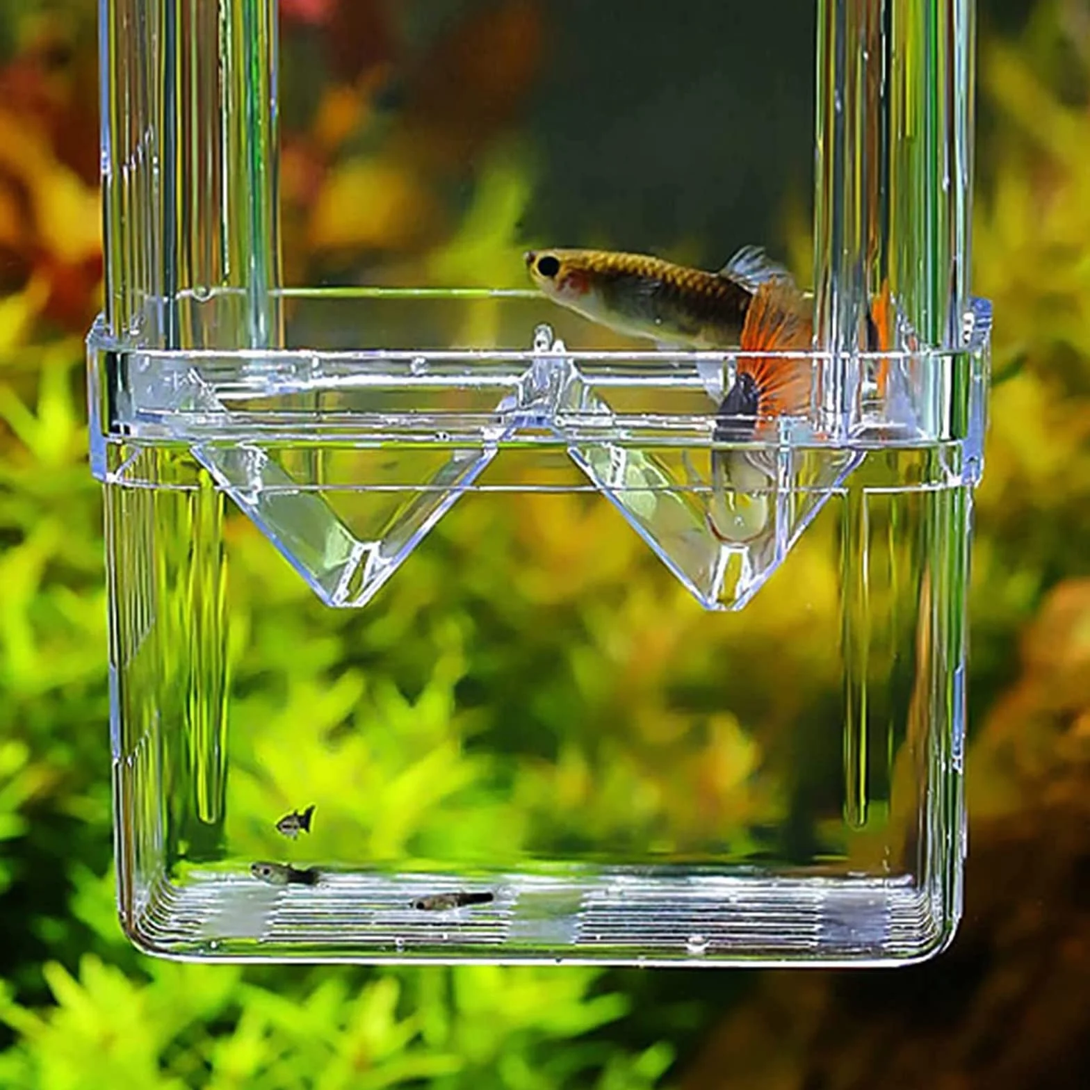 Scatola per Allevamento di Pesci,Guador 2 Pezzi Scatola di Isolamento per Allevamento Acquario Guppy Doppio Allevamento Allevatore Trappola Box Cova Contenitore Acquario Multifunzionale (2 pezzo L)