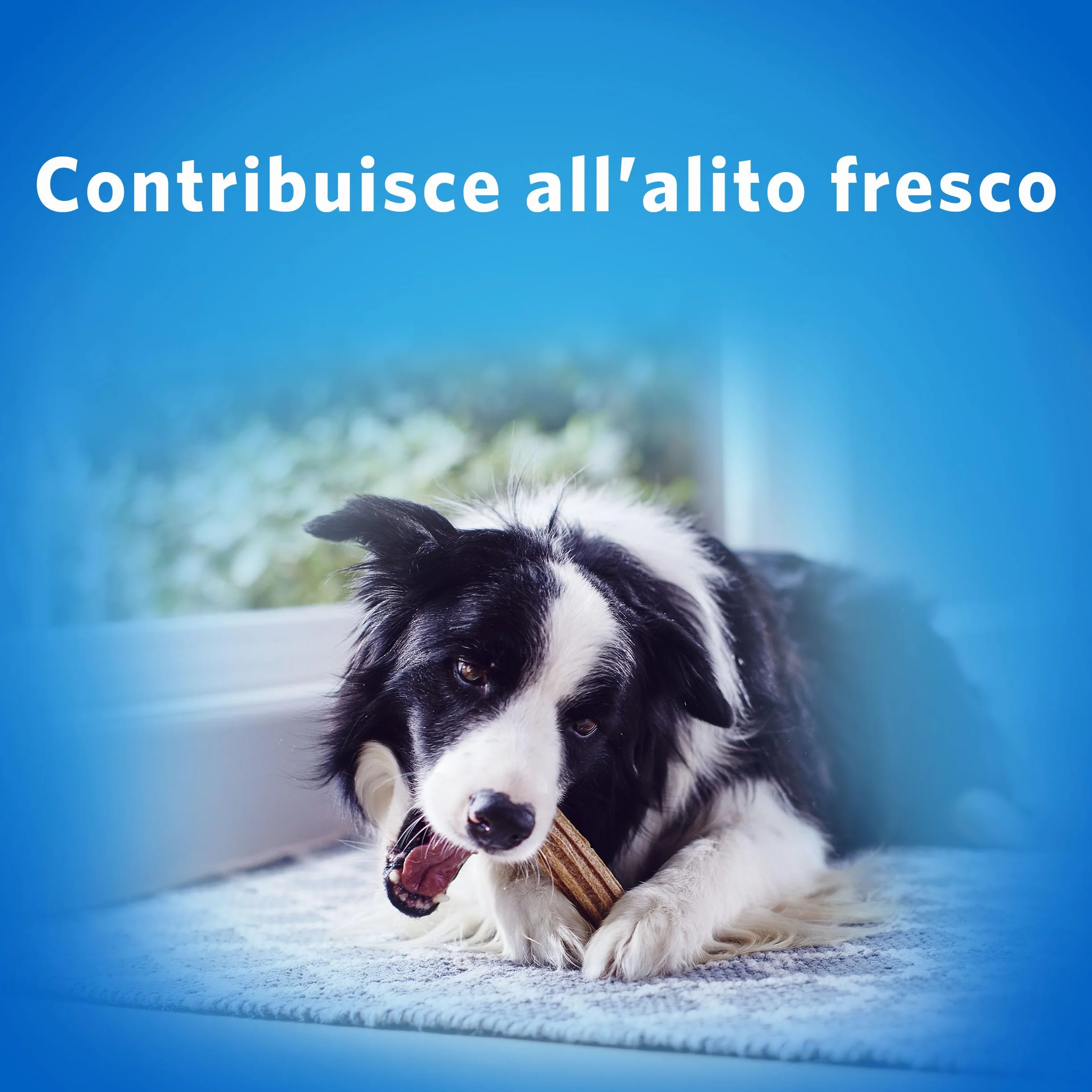 PURINA DENTALIFE Daily Oral Care Snack per l'Igiene Orale per Cani Adulti Extra Small 6 Confezioni da 7 Stick