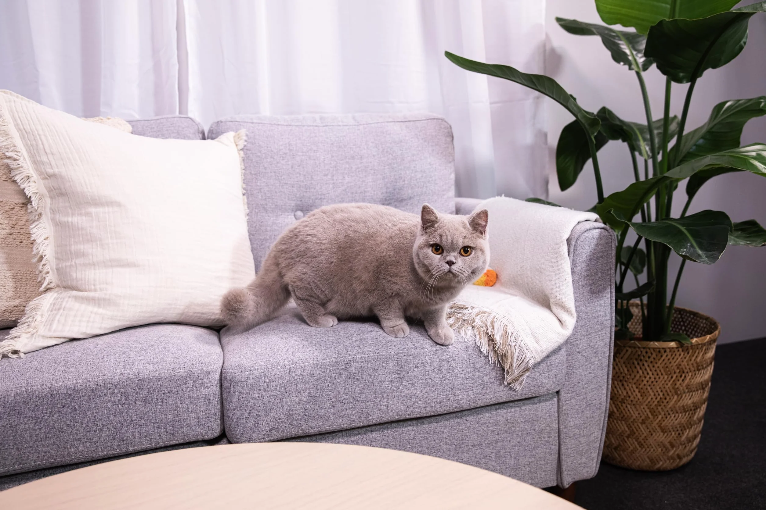 Sanicat Lettiera per gatti in tutolo di mais riciclato Assorbimento superiore controllo odori biodegradabile 6 L