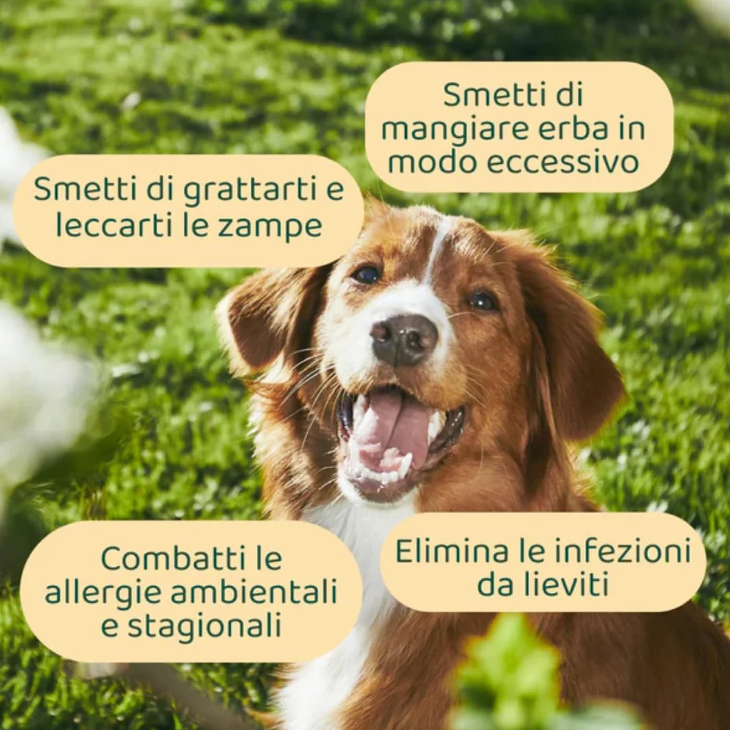 DogSuppy Sollievo Prurito Probiotici Forte per Cani – Ferma Prurito, Grattamento, Leccamento delle Zampe e Mangiare l’Erba, Allevia Allergie e Lieviti, 100% Naturale, Sostiene Intestino e Immunità
