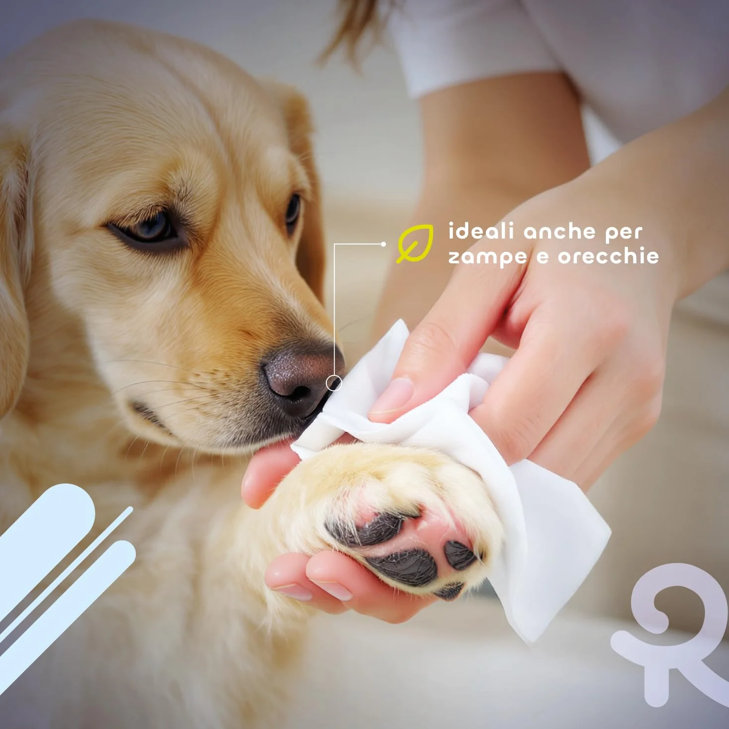 Record salviette igienizzanti umide per Cani e Gatti. Salviette Cane salviette Gatto. Confezione 40 Pezzi. Salviettine per Animali per Pelo Zampe Muso ed Occhi. Rispettano Cute e PH Aroma Clorexidina
