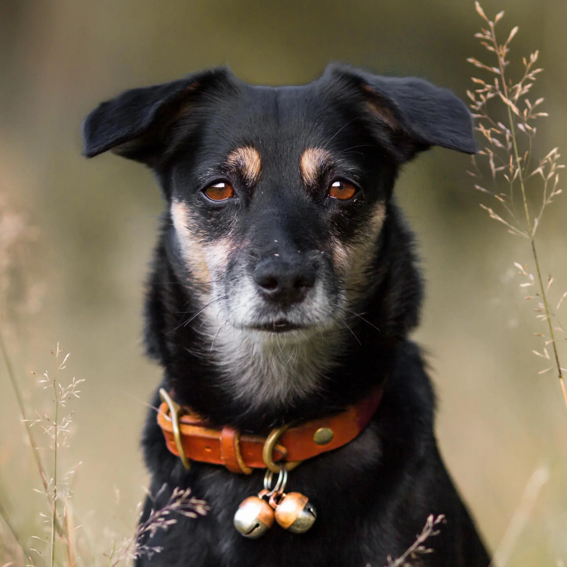 Beau's Bells - 2 campane extra forti per cani e gatti | Tracker di animali | Campane in rame fatte a mano