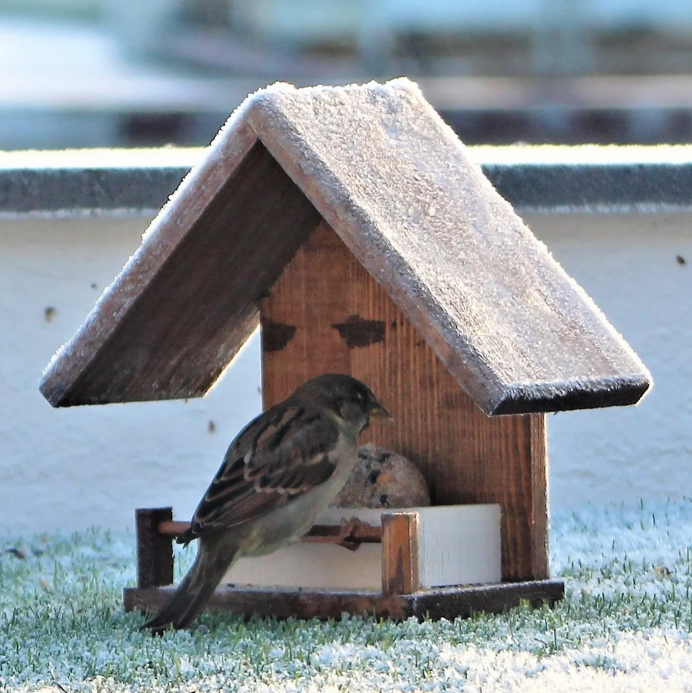 Mangiatoia per Uccelli in Legno Naturale da Giardino Balcone Terrazzo Resistente Anti-Umidità Casetta Decorativa con Semi