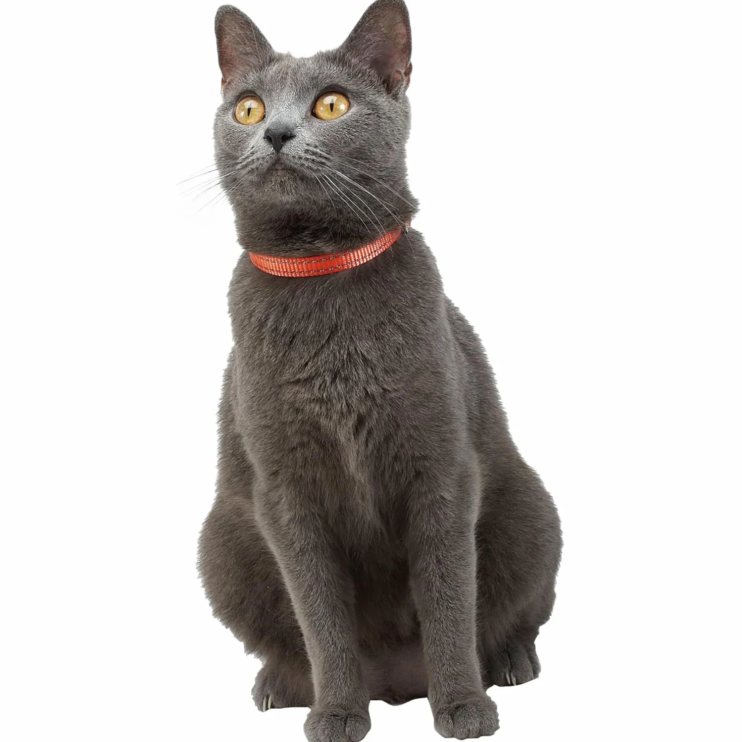 Bobby Safe - Collare gatto in Nylon colorato, Resistente, Antistrozzo, Riflettente, Regolabile, Giallo - lunghezza 30 cm, spessore 1 cm