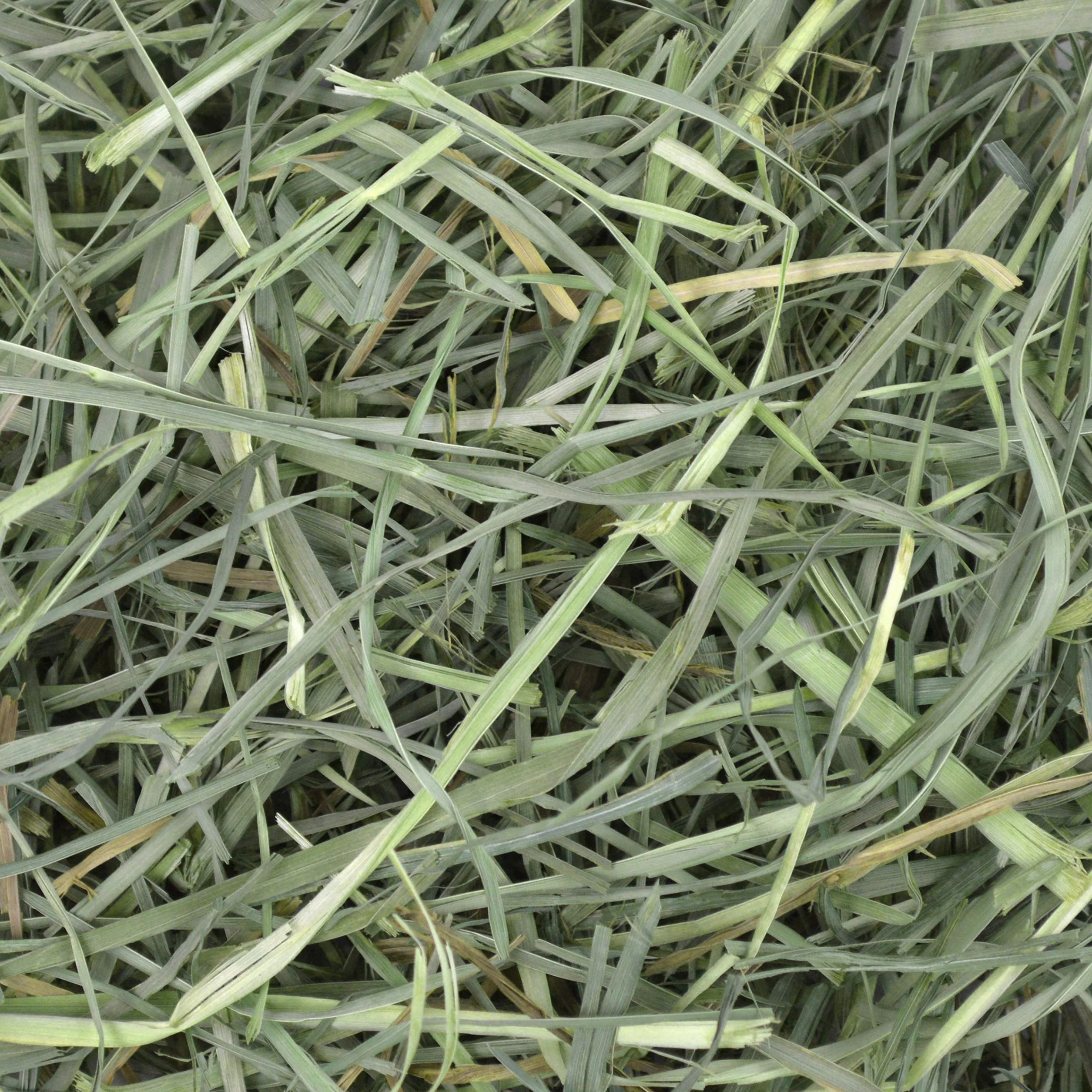 Oxbow Orchard Grass - Fieno per piccoli animali, 1130 gr