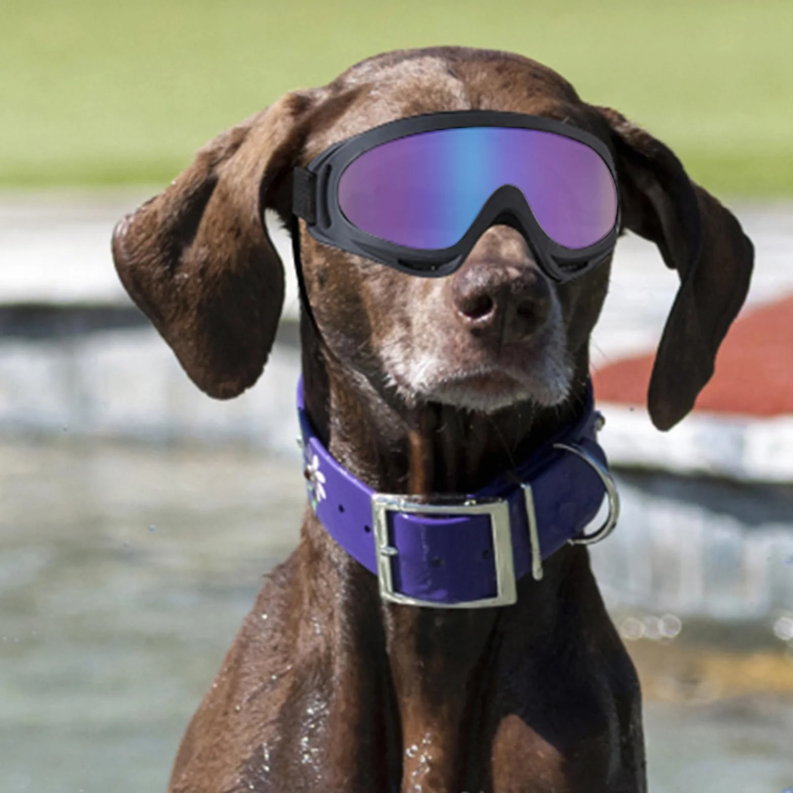Occhiali per Cani Protezione UV Antivento Occhiali da Sole per Cani Taglia Media Grande Attività all'Aperto 2 Pezzi