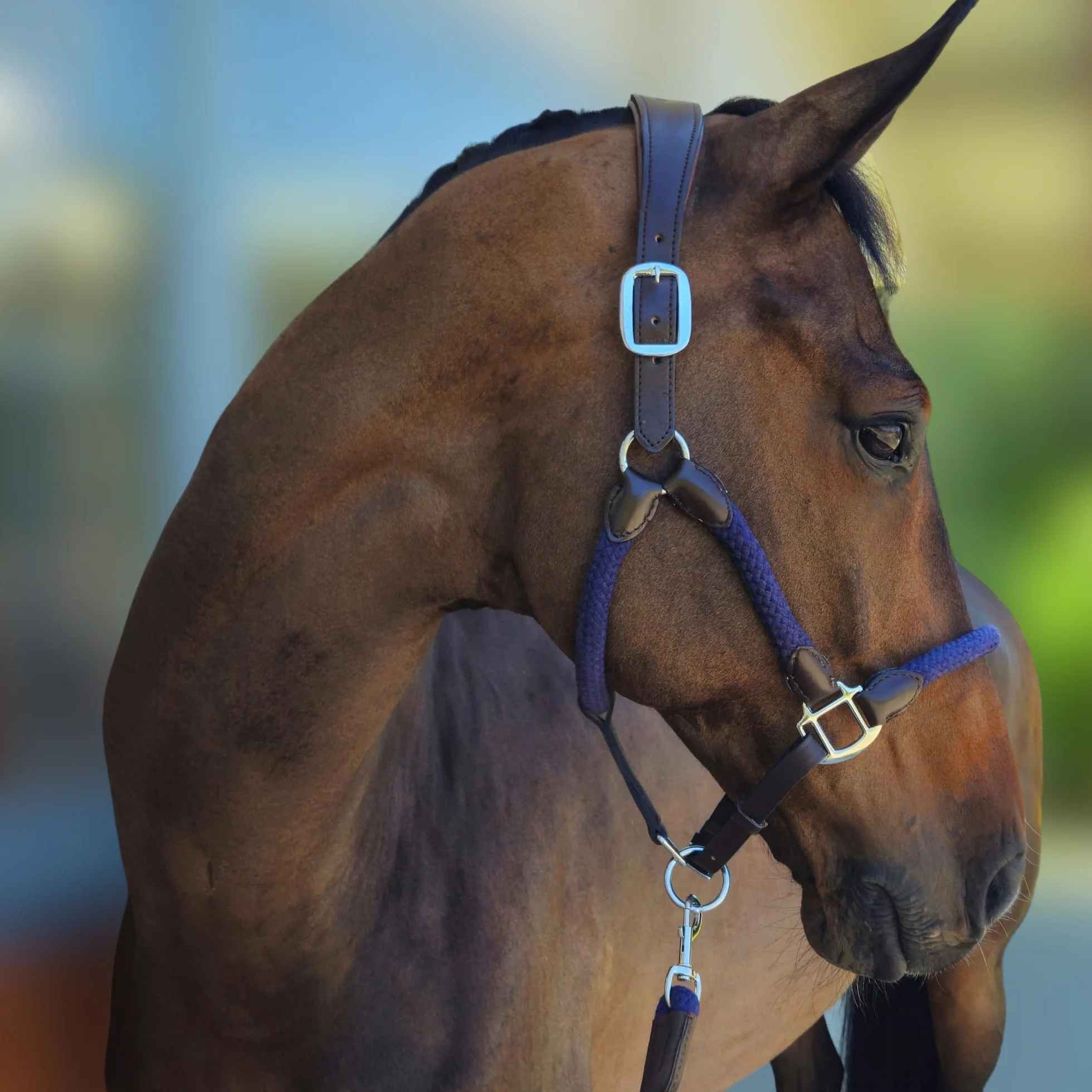 capezza cavallo con lunghina cavallo abbinato - cavezza per cavallo premium - in cuoio e cotone - sovracapo anatomico - taglia full