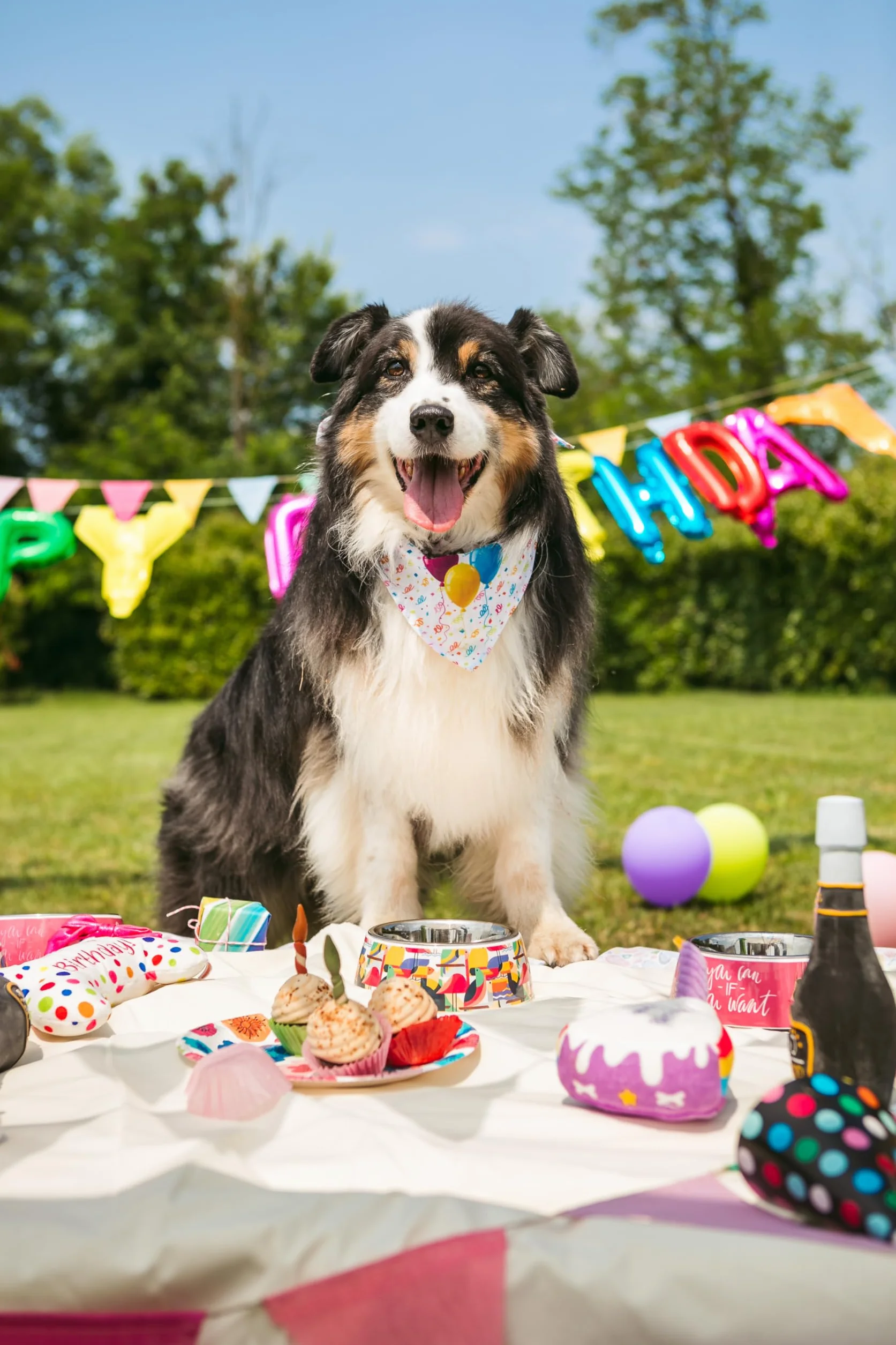 Croci Pet's Party Cupcake - Torta di compleanno per cani, Snack per cane complementare, senza zuccheri aggiunti, 65g