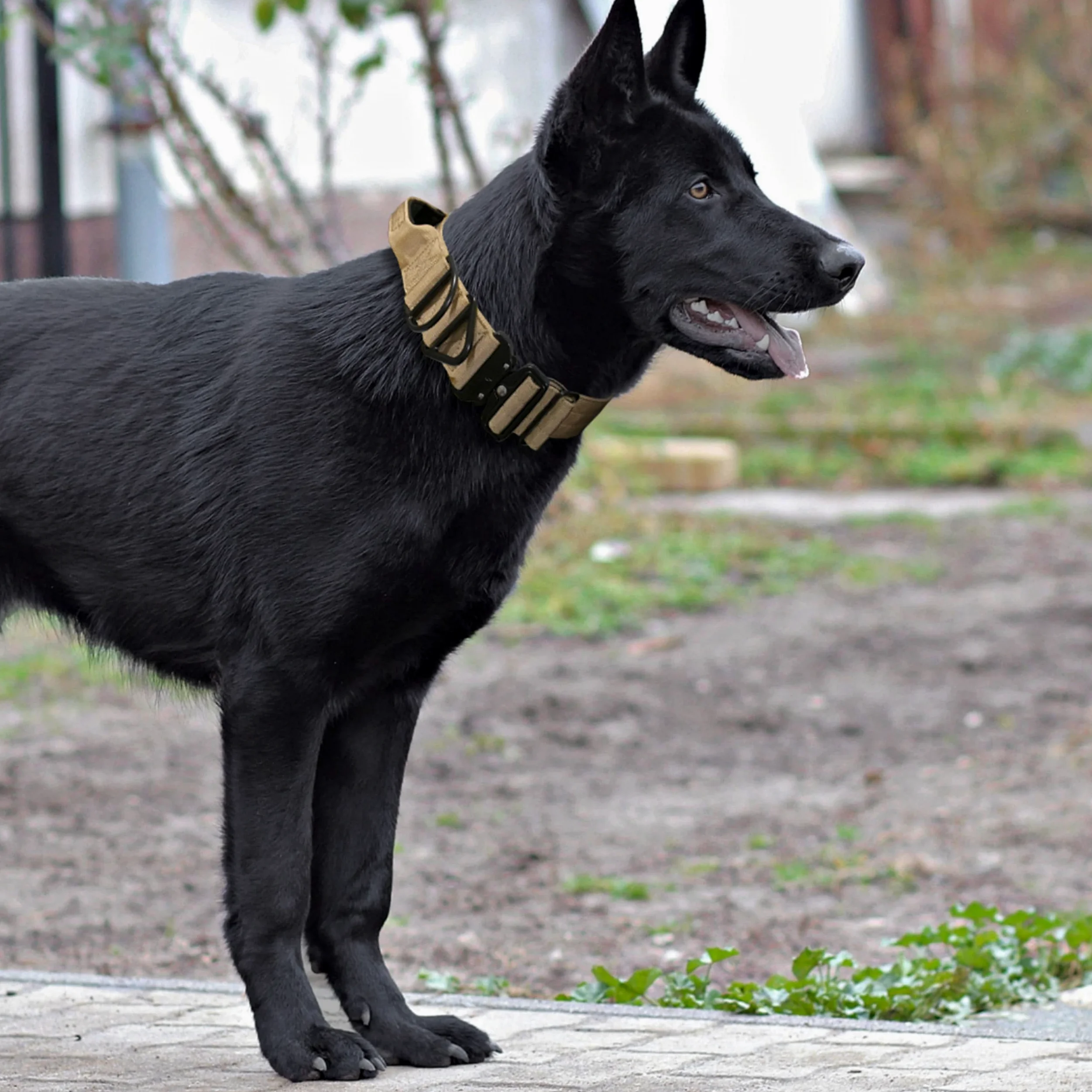 Tacticollar - Collare tattico per cani da 5 cm con manico per cani di taglia media e grande, collare in nylon Mil Spec, fibbia in metallo a sgancio rapido, imbottito all'interno in neoprene (M, verde